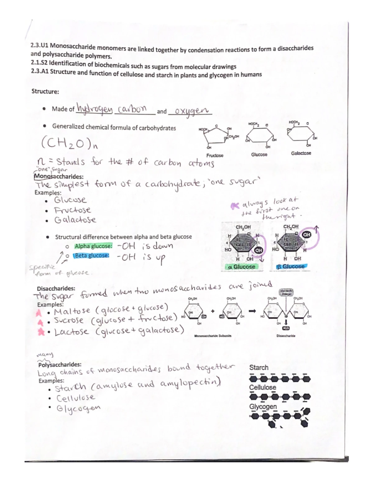 Unit 11: Carbs & Lipids Study Notes for Biology 101 Exam - Studocu