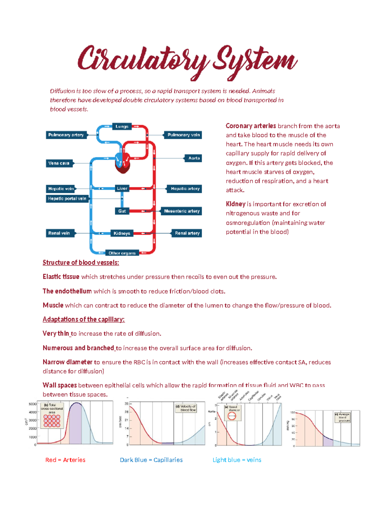 Circulatory System Overview: Blood Vessels and Their Functions - Studocu