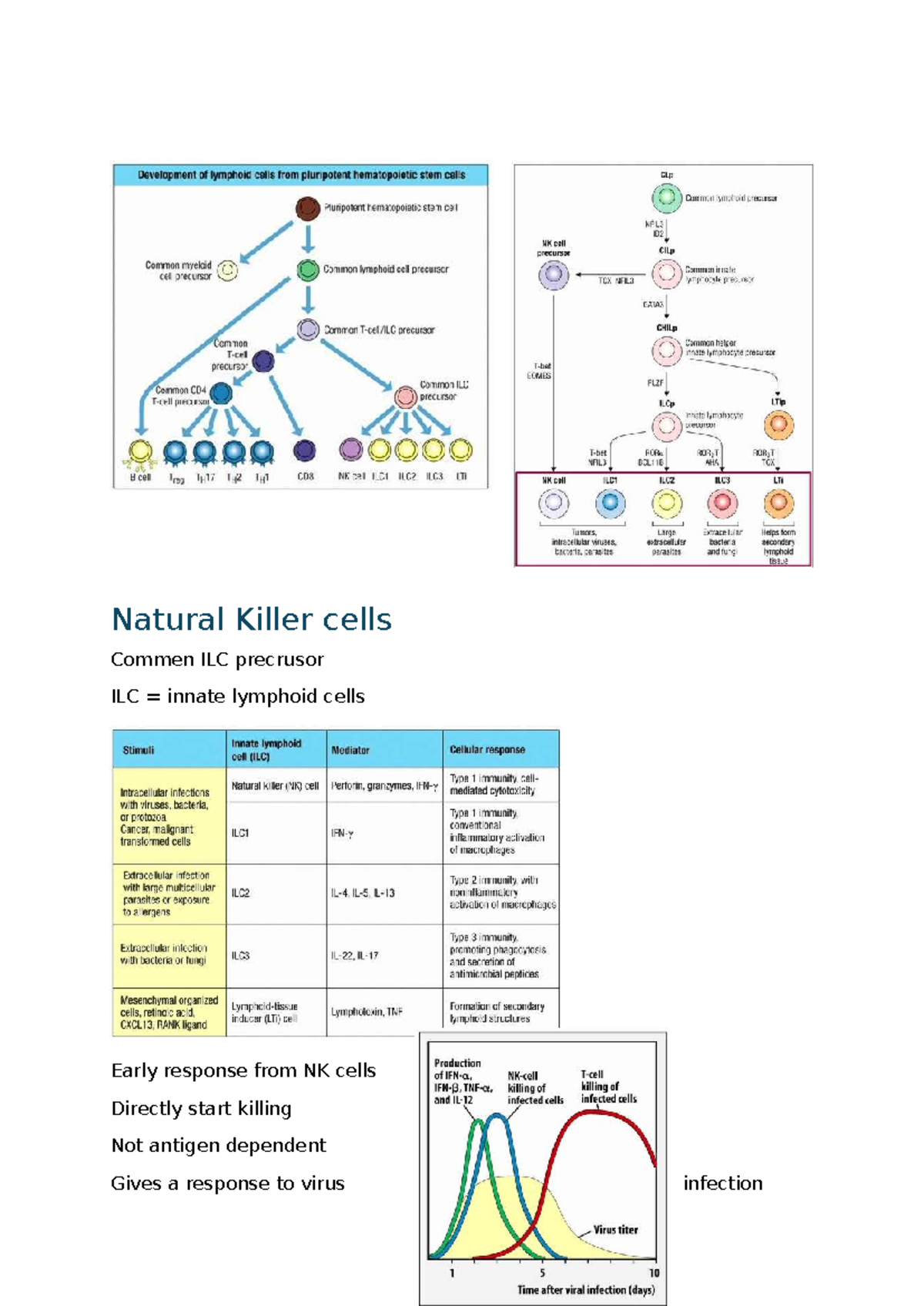 IMM Summary: NK Cells and ILCs in Innate Immunity - Studeersnel