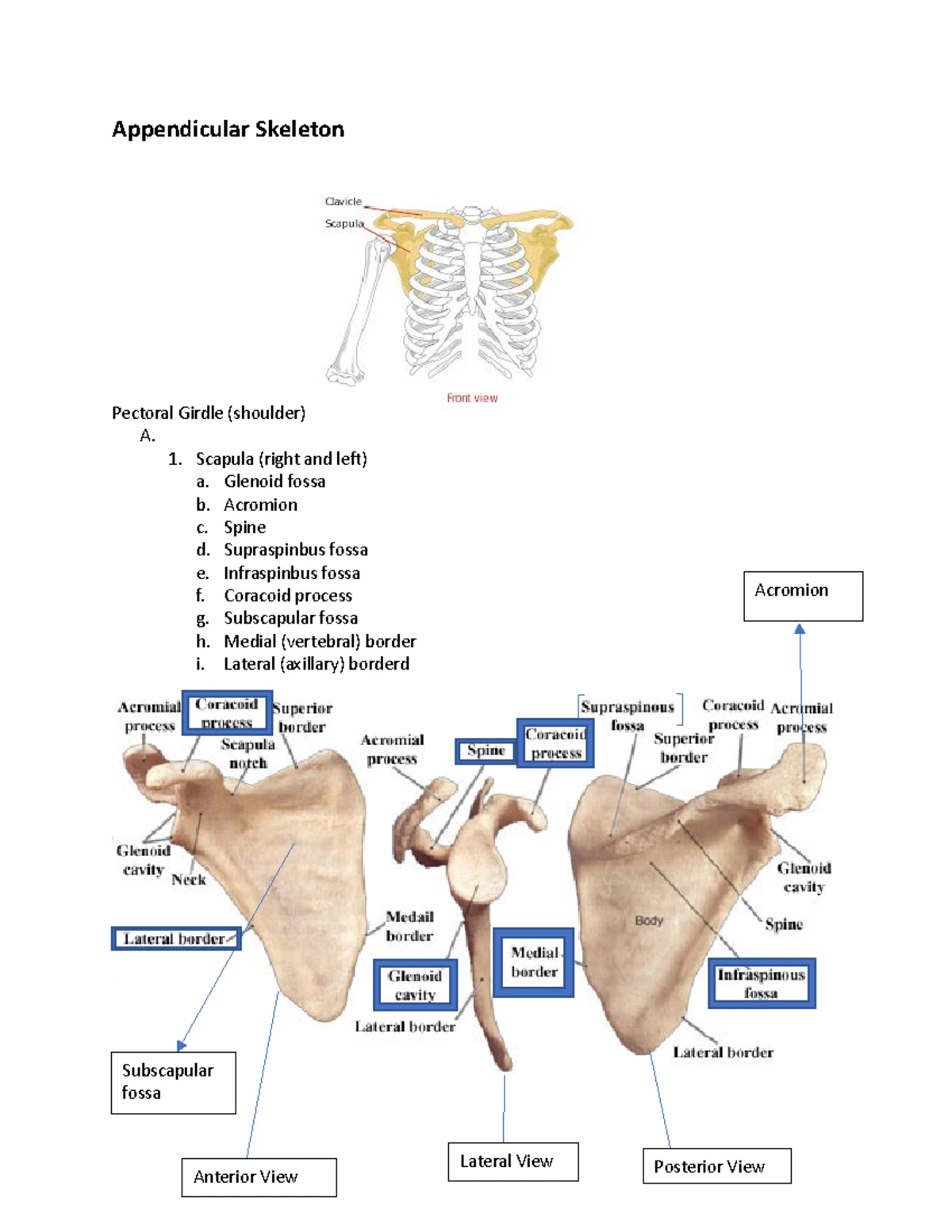 Anatomy and Physiology Lab 1 - Week 1, Exercise 1 - Lab 1
