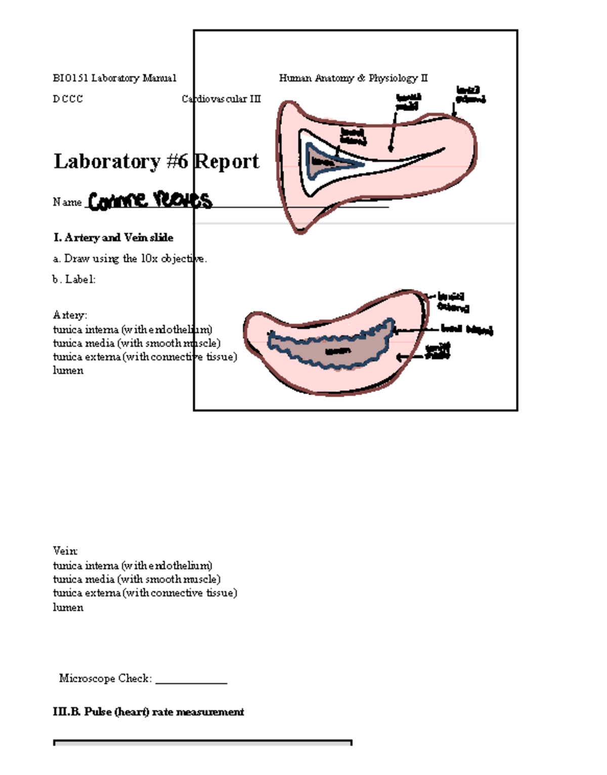 BIO151 Lab #6 Report: Cardiovascular System Analysis and Findings - Studocu