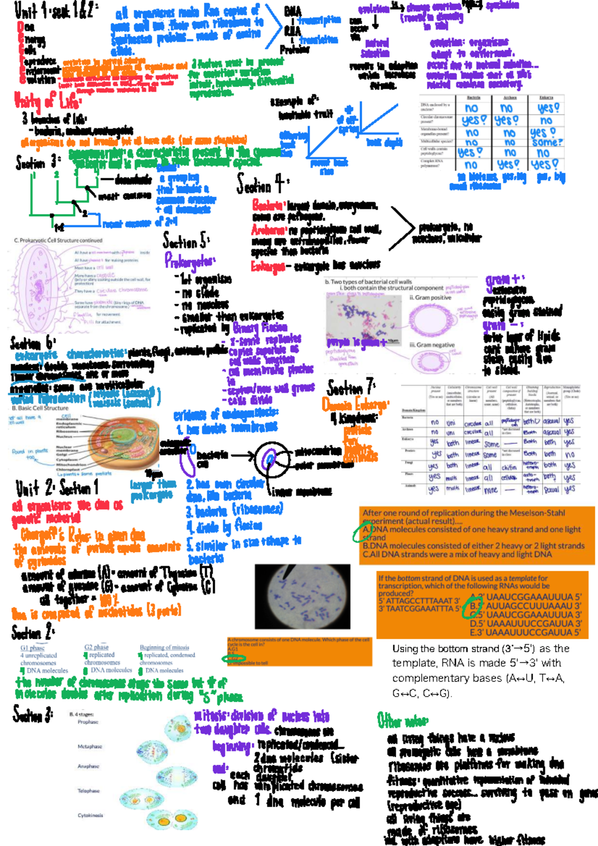 Unit 1 Study Guide: Evolution, DNA, and Cellular Diversity - Studocu