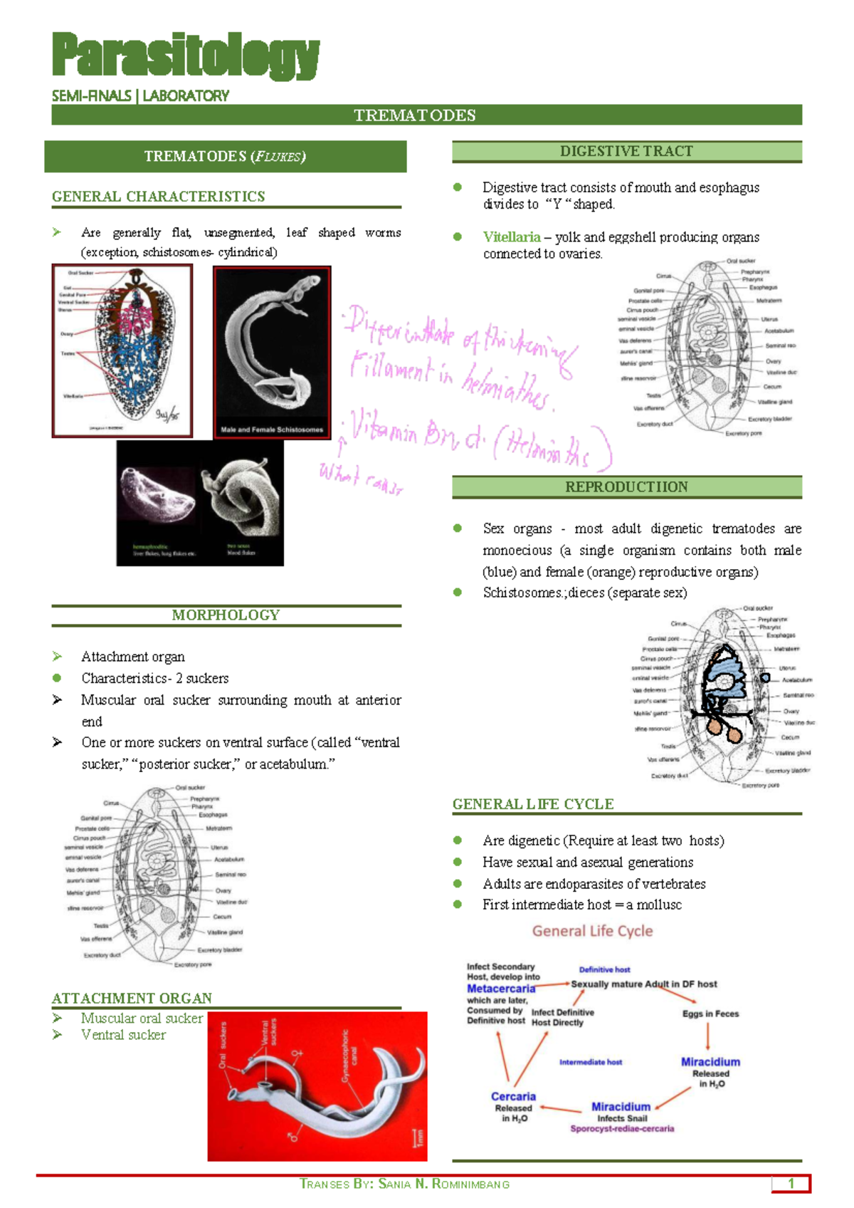Parasitology LAB: Trematodes Overview and Life Cycle - Studocu