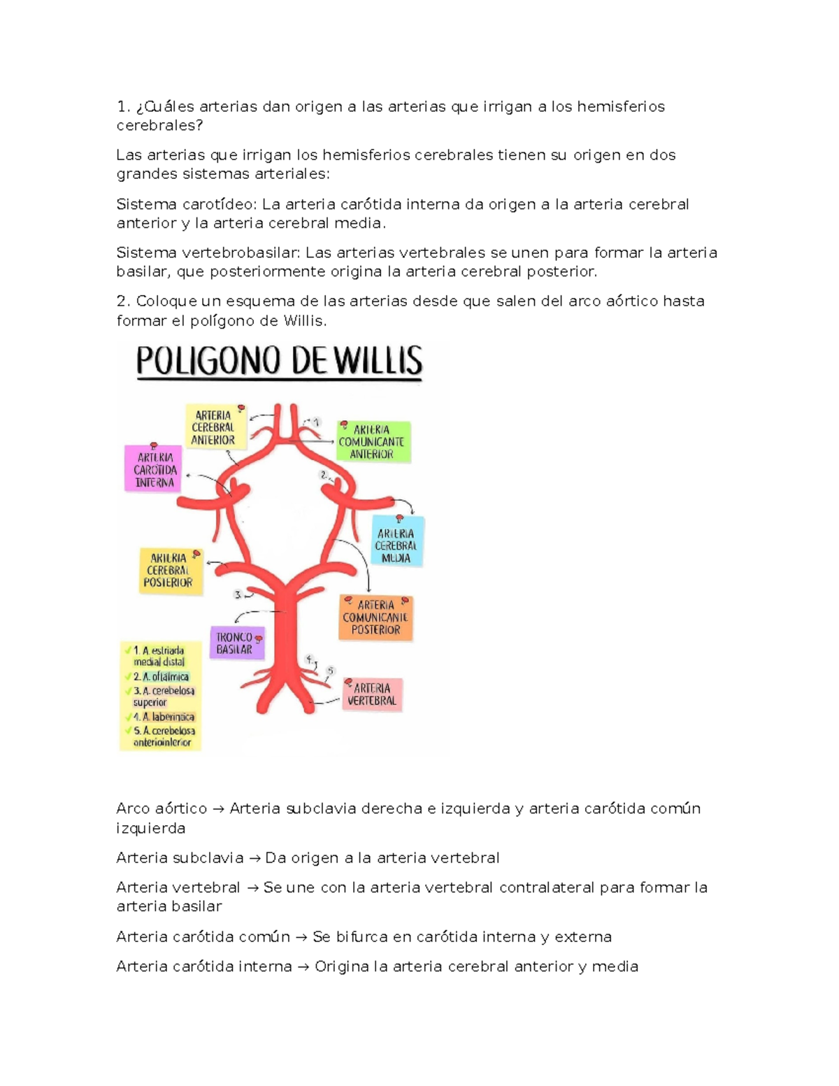 Parte Lab 5 - Anatomía de Arterias Cerebrales y Funciones - Studocu, image size:1200x1553
