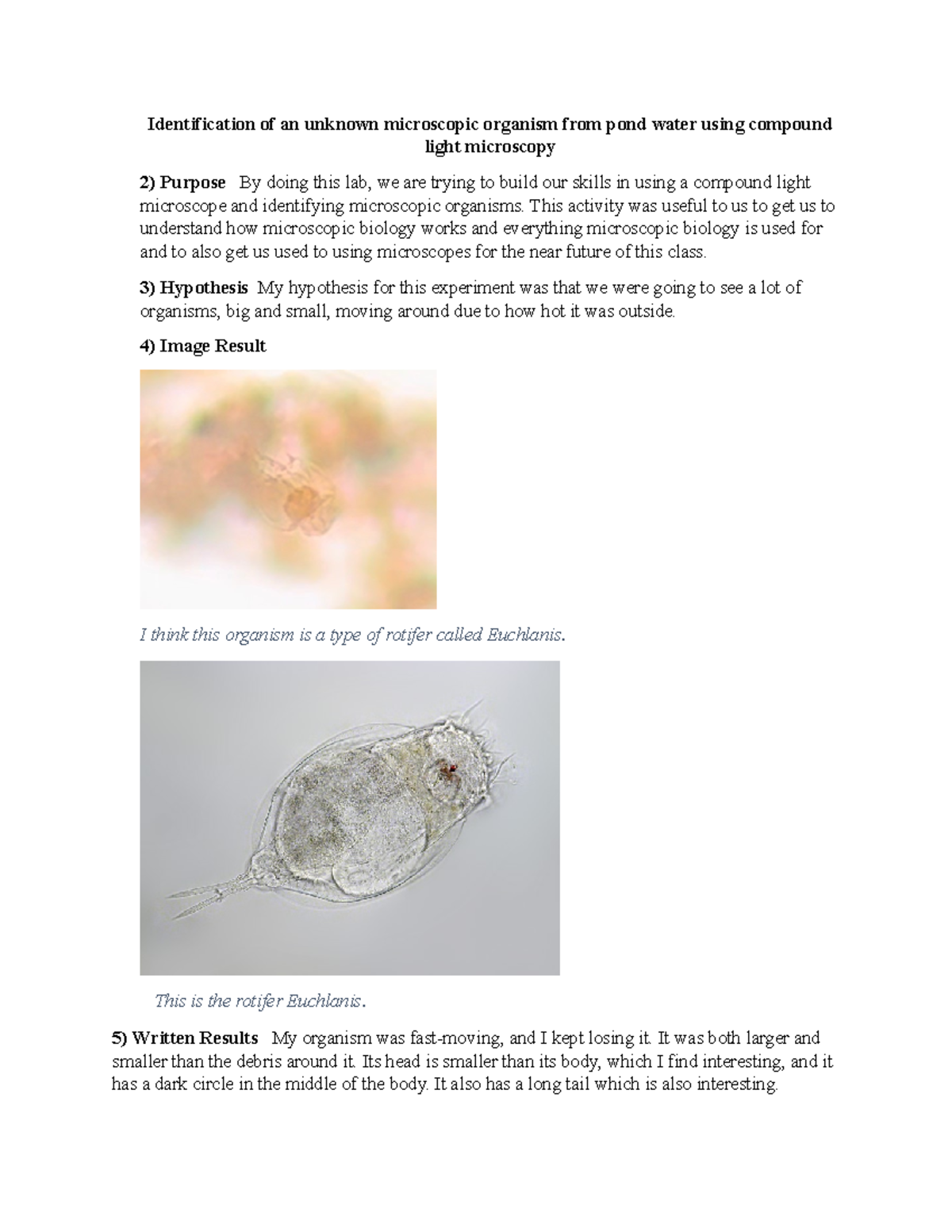 Lab Report Guidelines: Identifying Euchlanis in Pond Water - Studocu