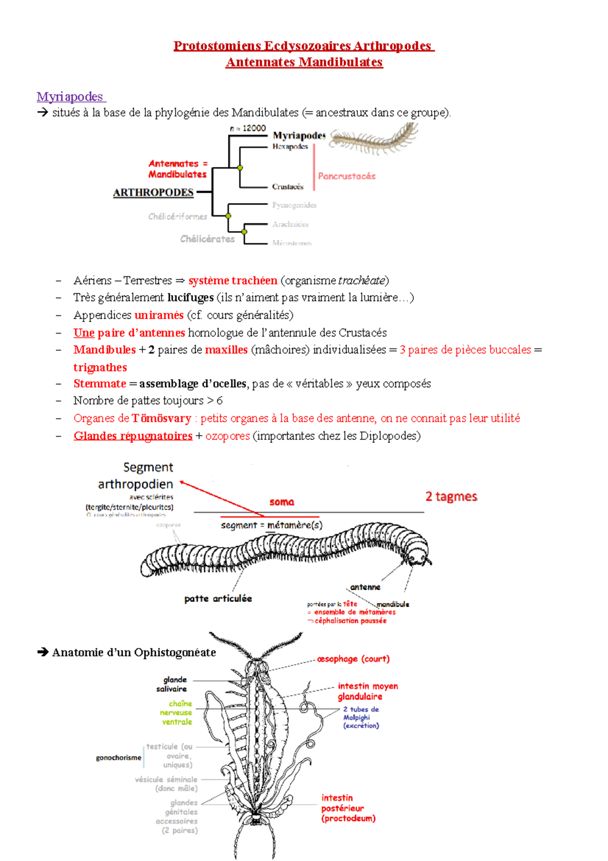 Étude sur les Protostomiens Ecdysozoaires : Myriapodes et Hexapodes ...