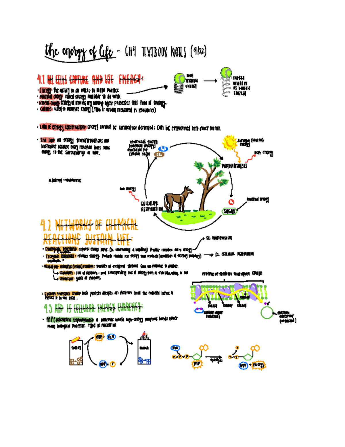 Chapter 4 Notes - npkggofbiff lH4ttxtB00KNOttS 91221 4 Htt ...