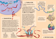 Class notes for Studying NCEA level 2 Biology in NCEA - 12 (NCEA 2 ...