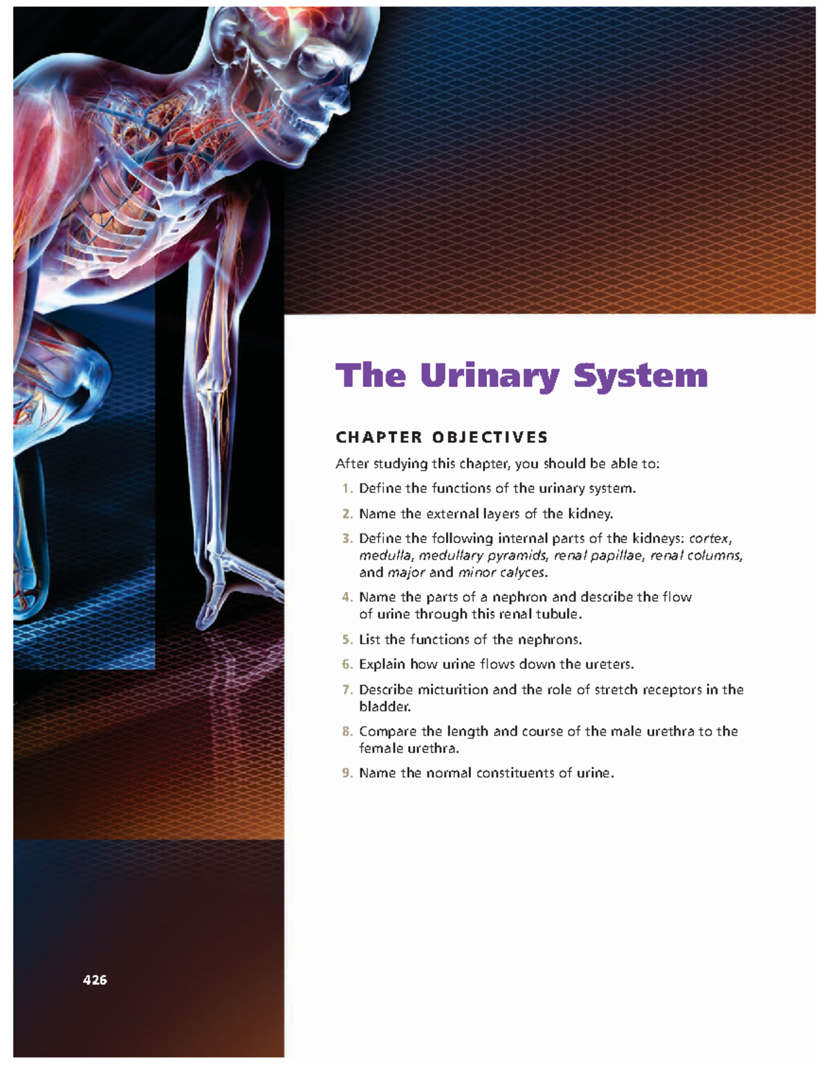 PEBC Rizzo Urinary System - Summary of Anatomy & Physiology Concepts ...