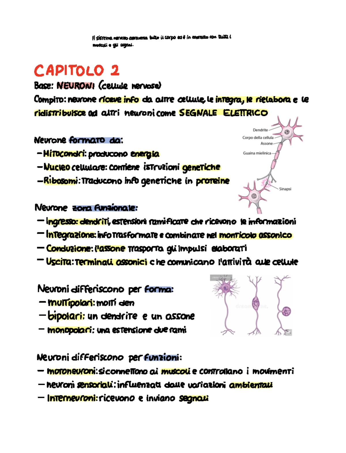 Appunti sul Sistema Nervoso - CA P TOLO 2 - Document Preview