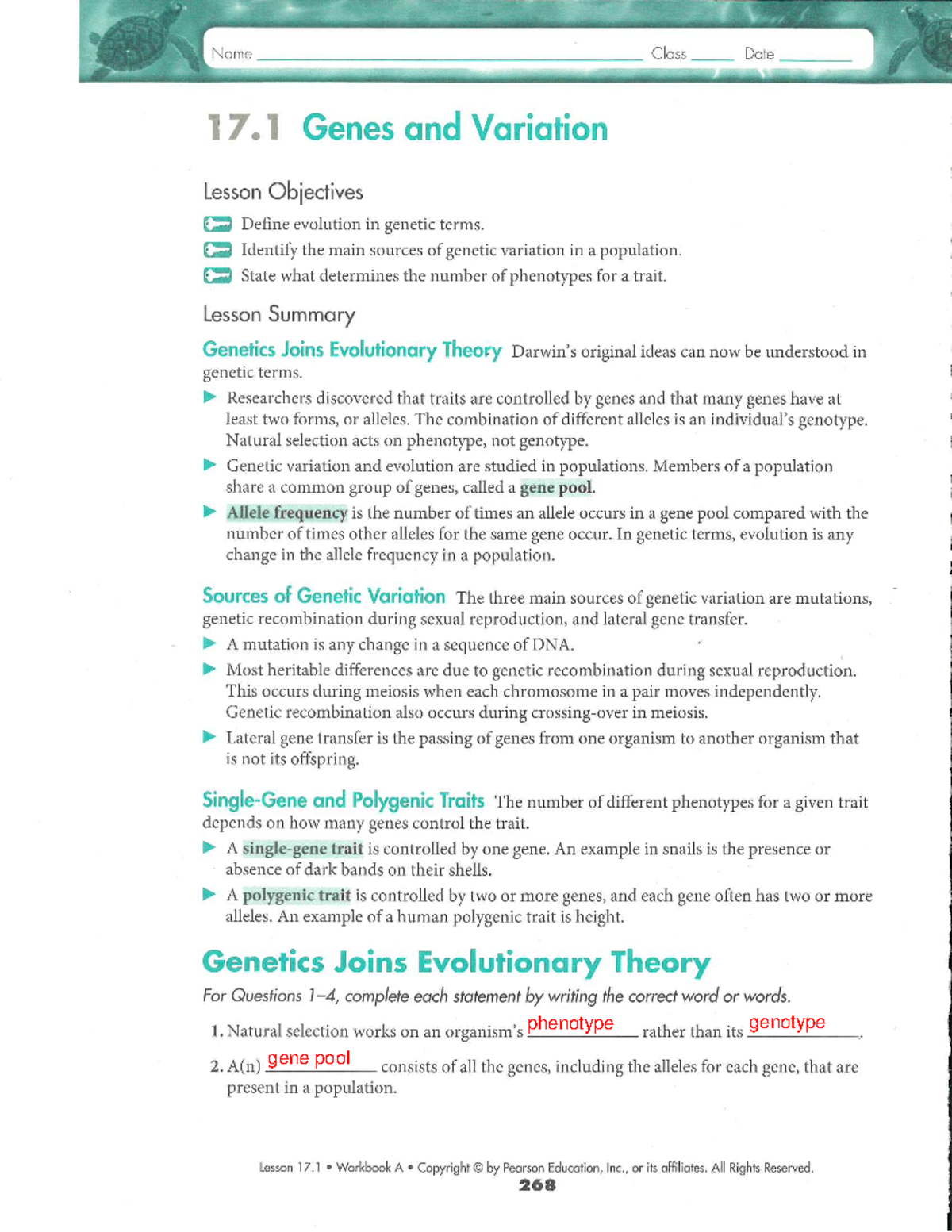 Chapter 17 Study Guide A - phenotype genotype gene pool alleles allele ...