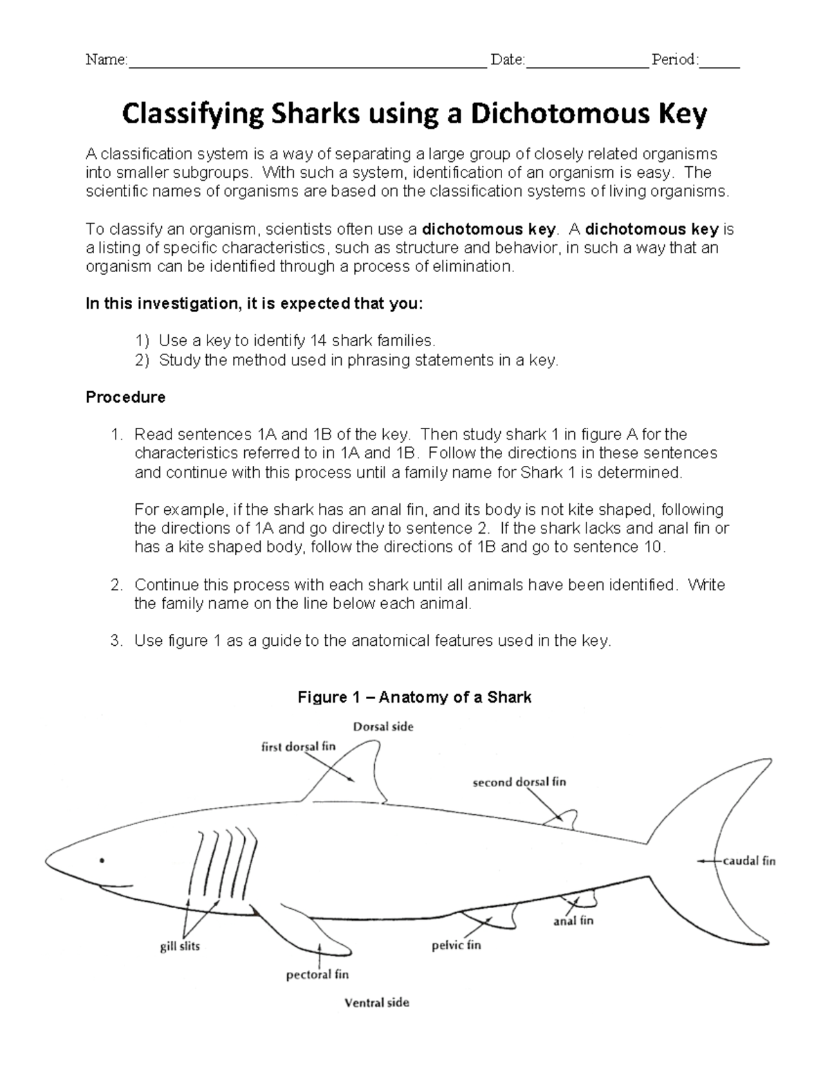 Classifying Sharks: A Dichotomous Key Guide for Identification - Studocu