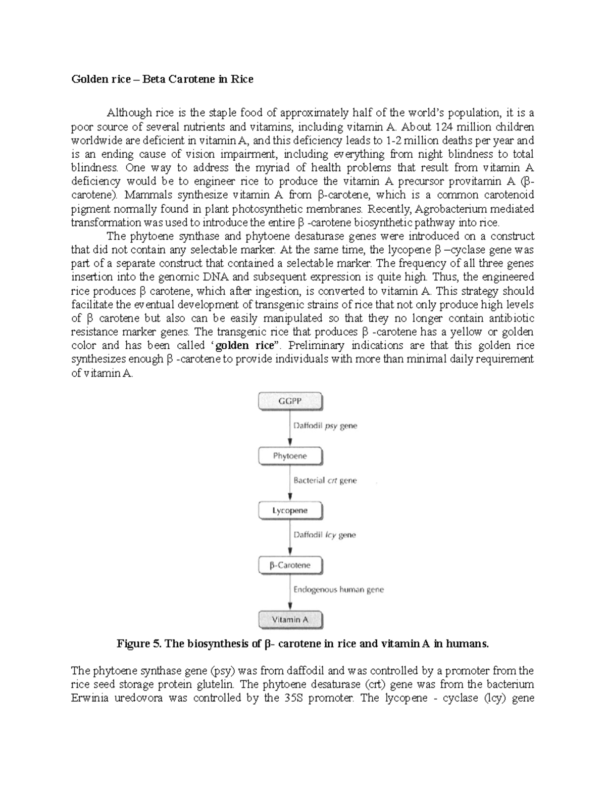 Golden Rice and Beta Carotene: Lecture Notes on Biofortification - Studocu