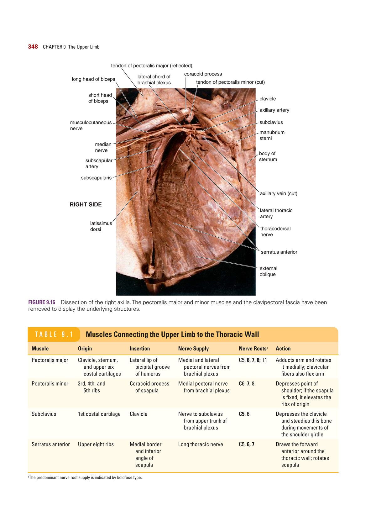 348 CHAPTER 9: Anatomy of the Upper Limb Muscles and Nerves - Studocu