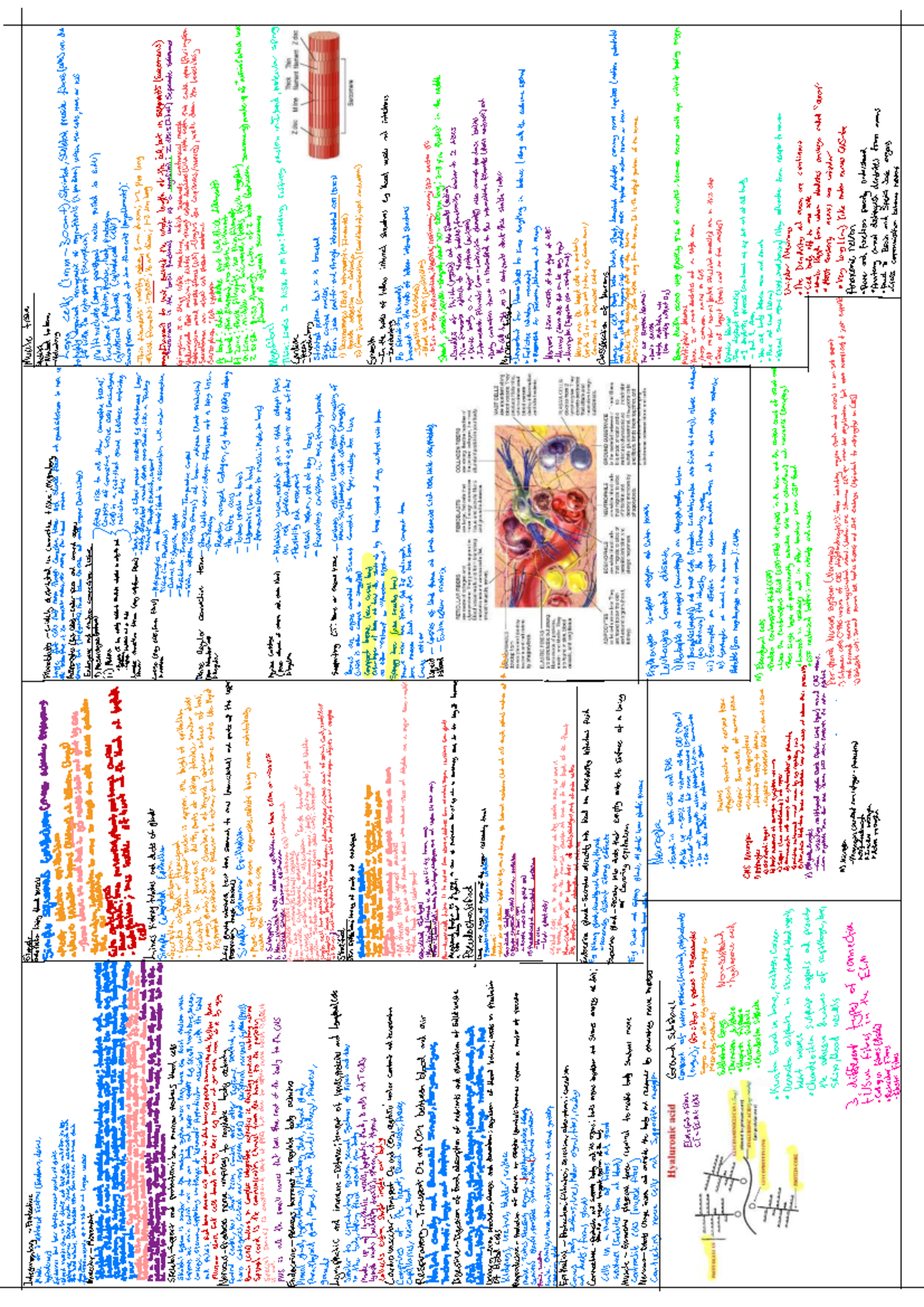 Bio Sci Cheat Sheet finalised - Biology for Biomedical Science - = 8 F ...