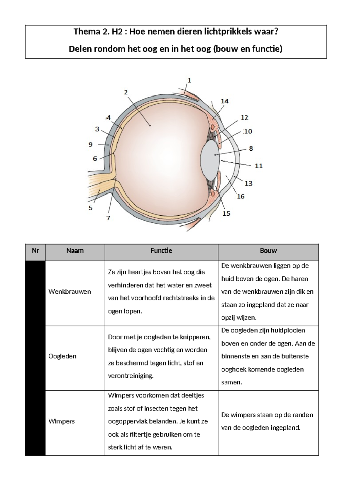 T2H2: Schema van de Delen en Functies van het Oog - Studocu