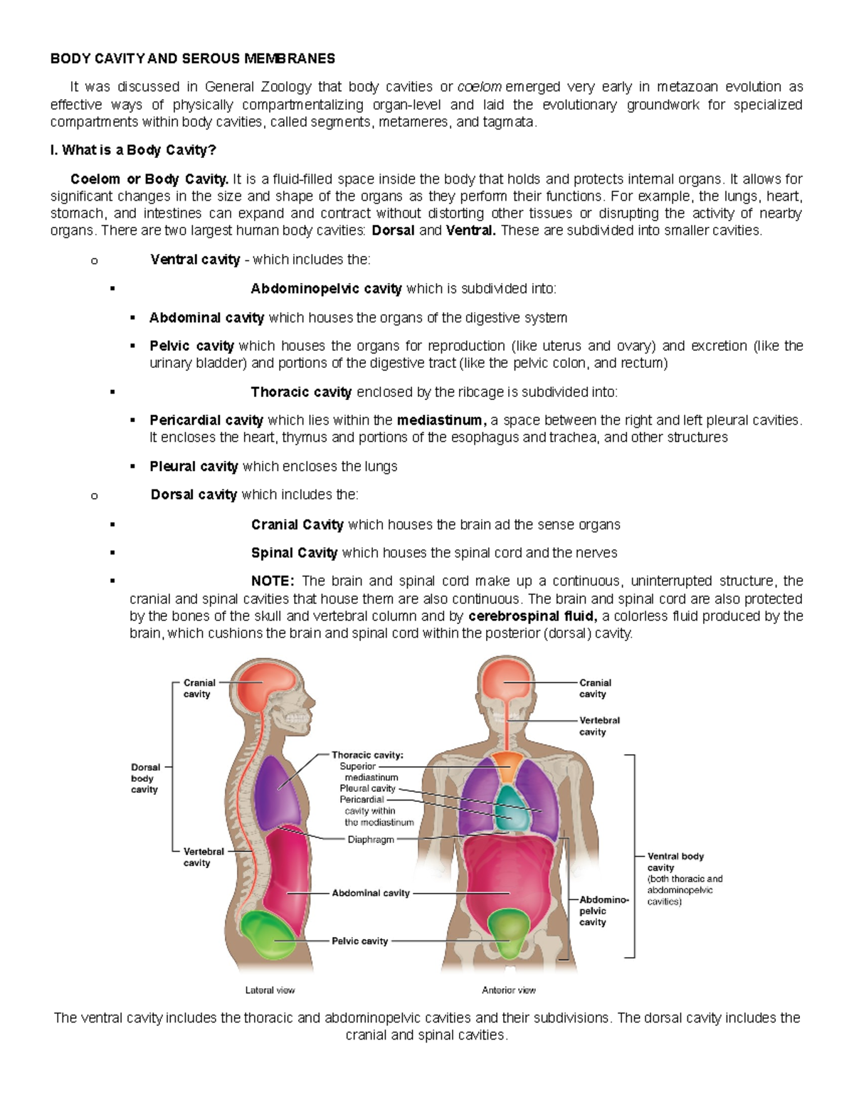 3 Examples Of Serous Membranes