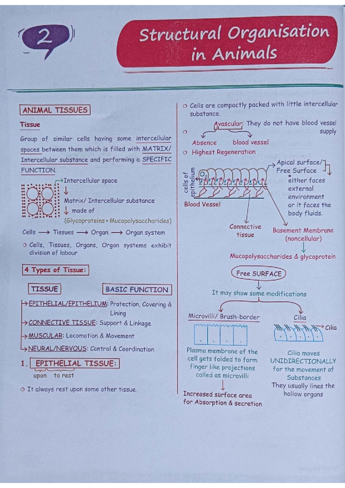 Structural Organisation in Animals: Zoology Notes for MED 851136877 ...