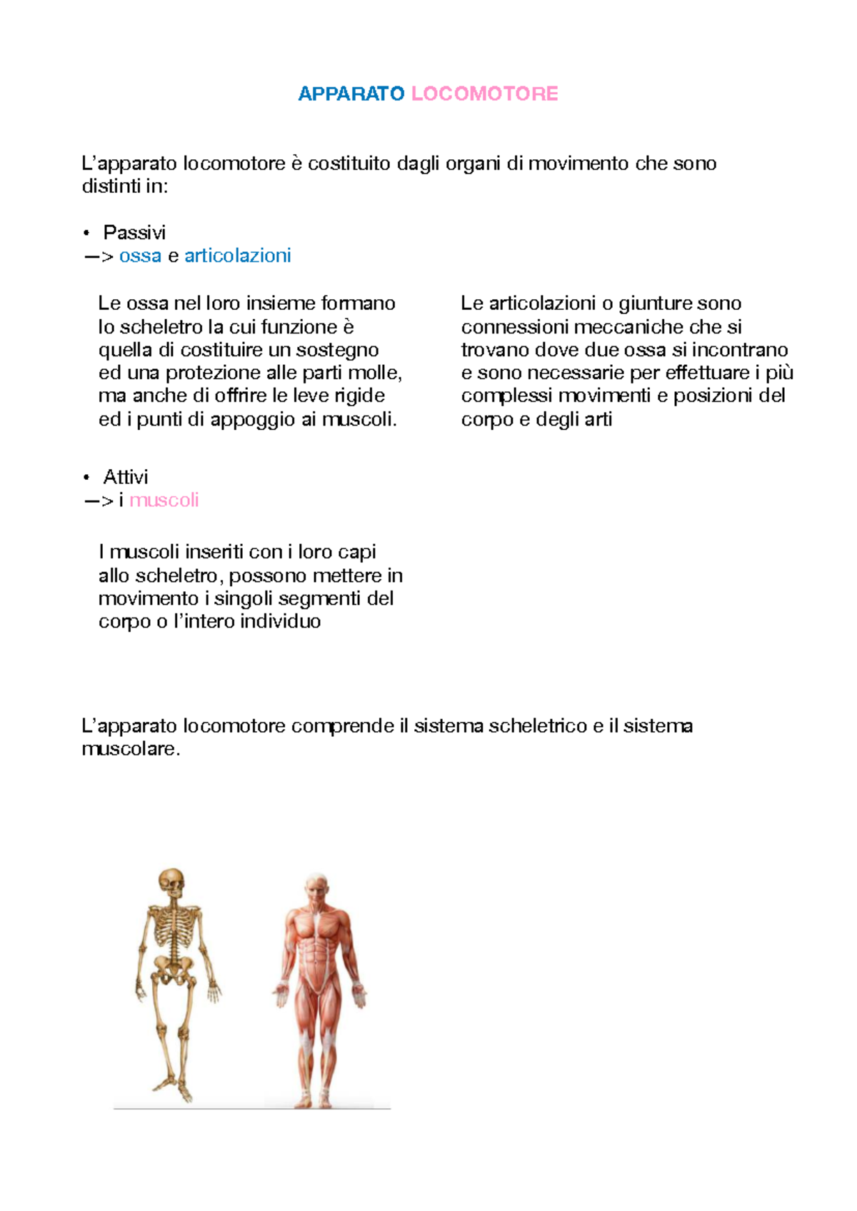 APP. Locomotore: Anatomia e Funzioni del Sistema Scheletrico e ...