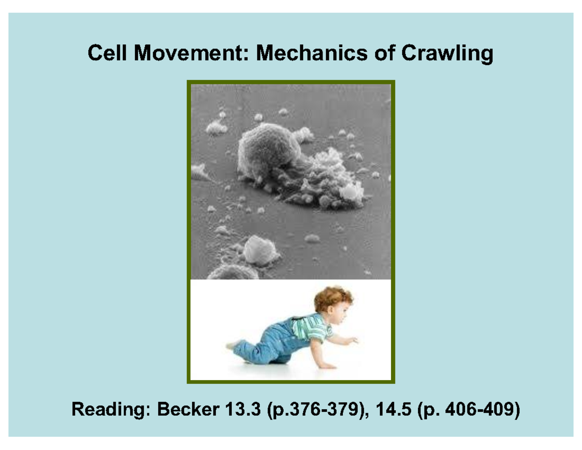 Cell Movement: Mechanics of Crawling - Lecture Notes for Course Code ...