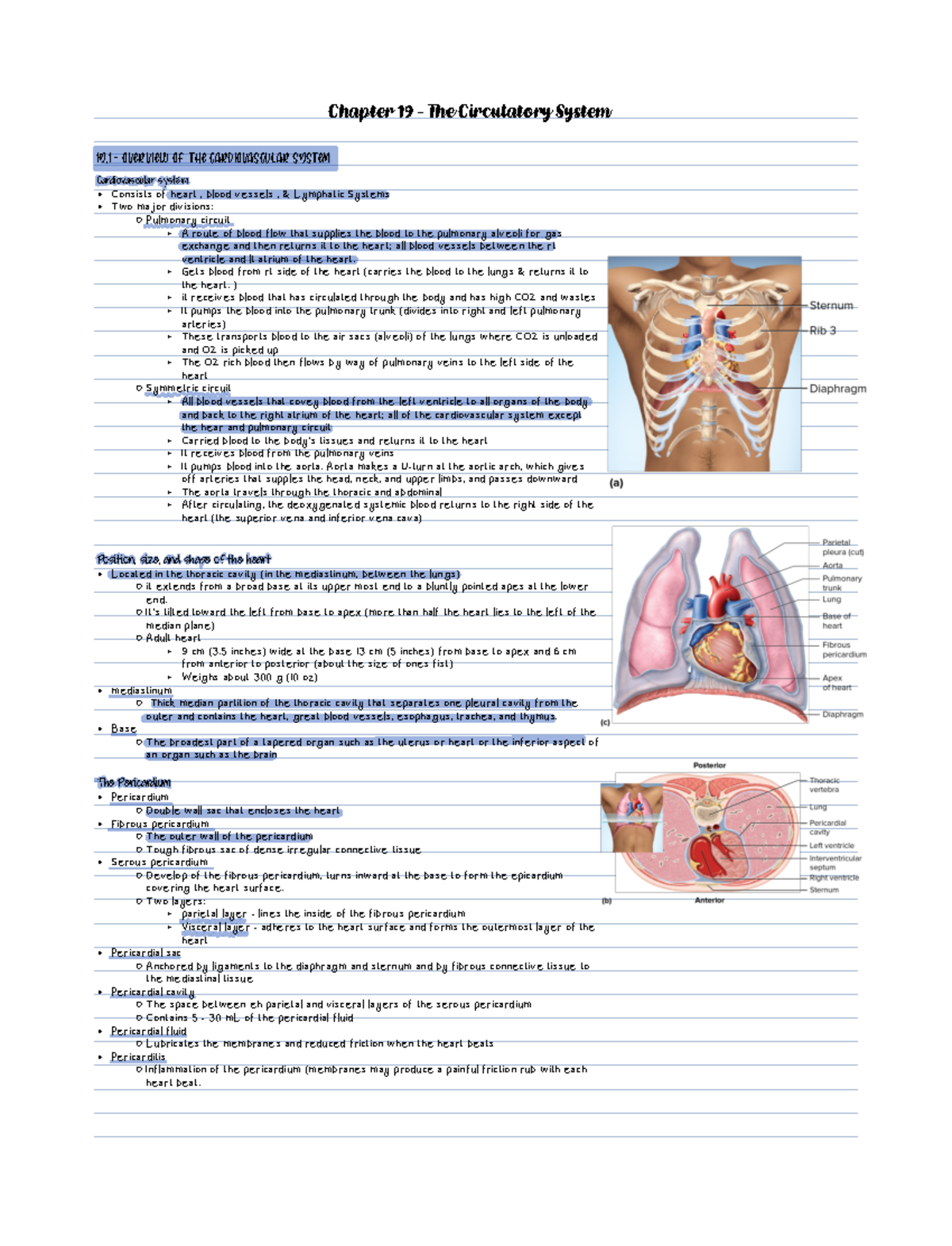 Chapter 19 - Detailed Outline of the Cardiovascular System Notes - Studocu