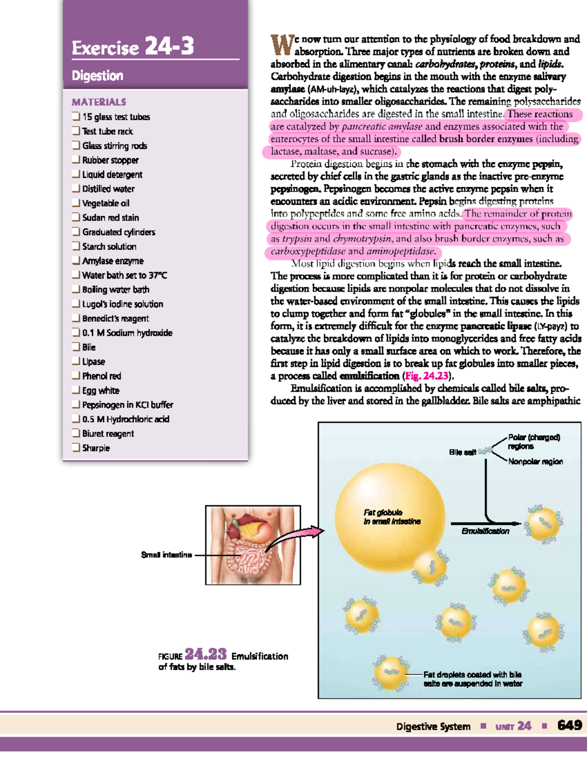Unit 24: Lab Exercises on Metabolism, Digestion & Nutrient Absorption ...