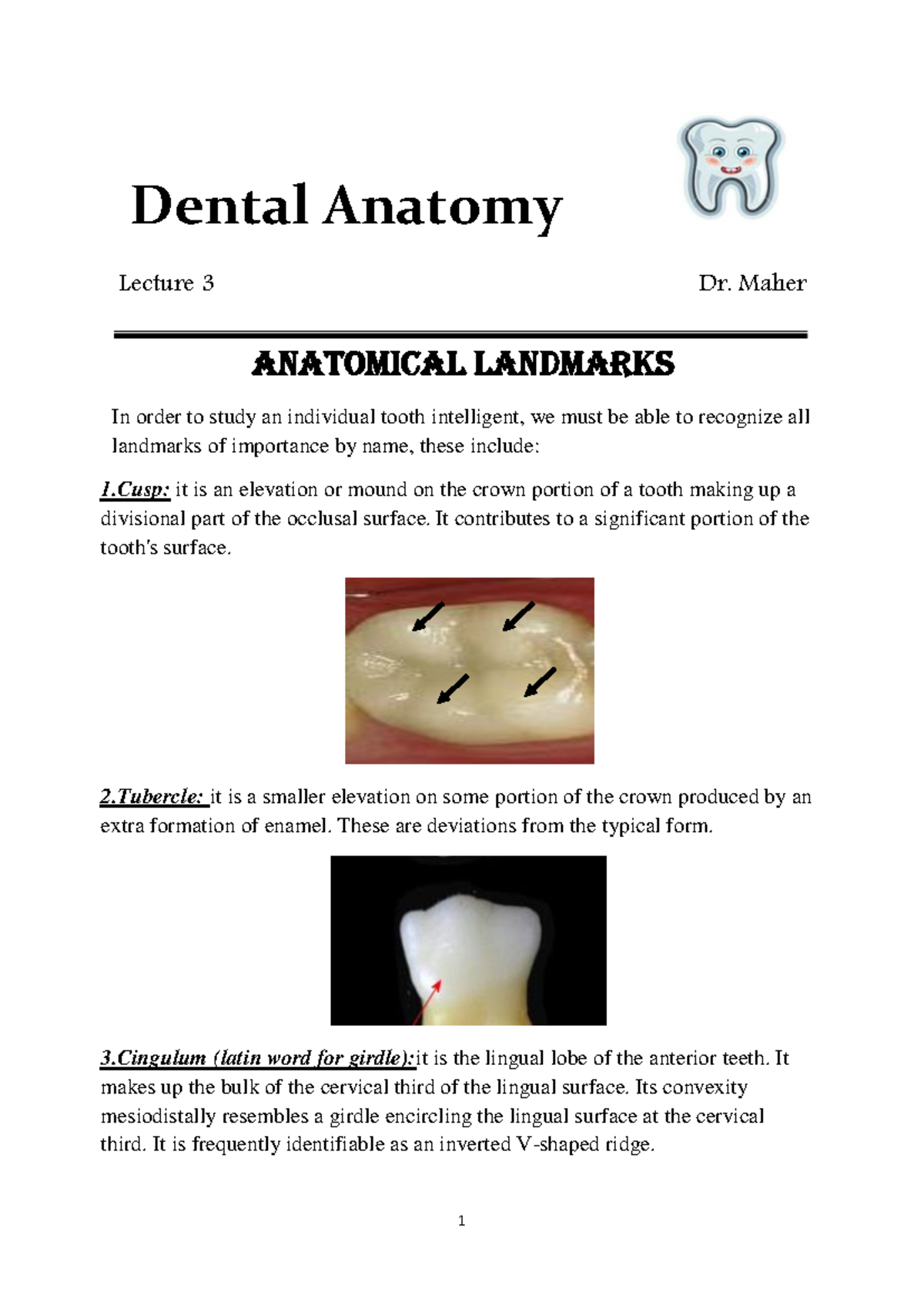 Dental 3 - Dental Anatomy Lecture 3 Dr. Maher Anatomical landmarks In ...