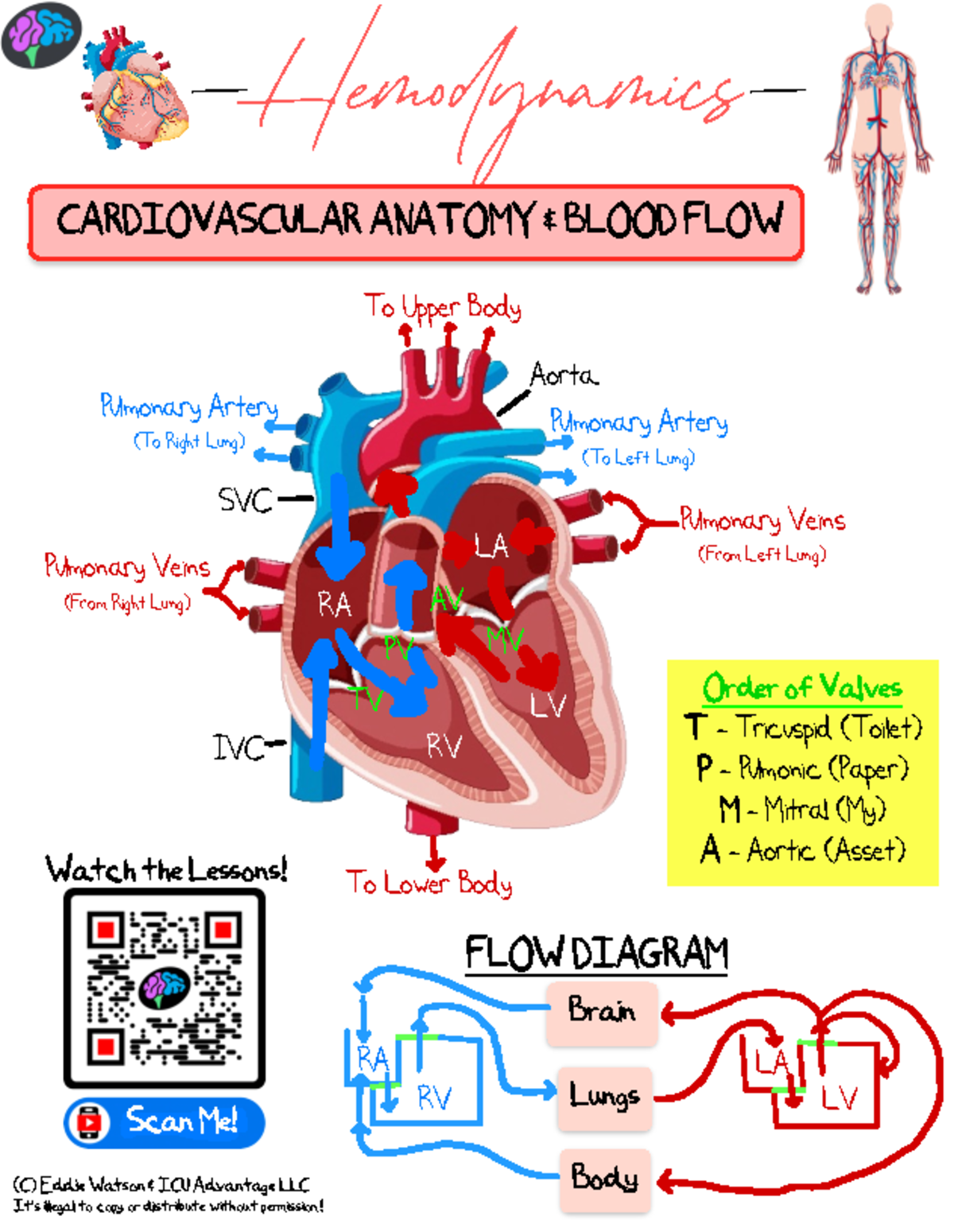 Critical Care Lecture Notes: Cardiovascular Anatomy & Blood Flow - Studocu