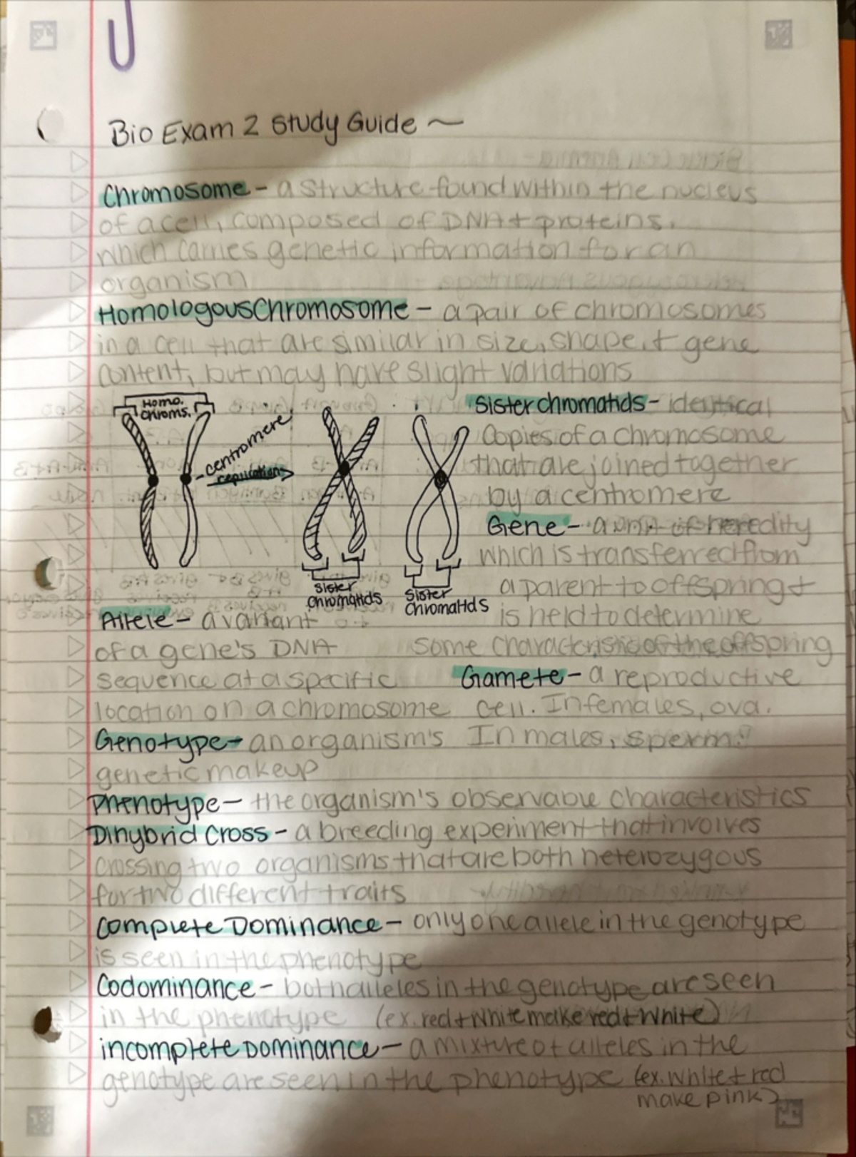 Midterm Exam Study Notes for Genetics in PSY101 - Studocu