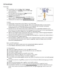 Bio LK Neurobiologie Lernzettel Q3: Nervenzellen und Reflexe