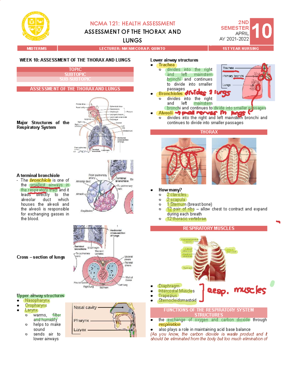 NCMA 121: Midterm Lecture Notes on Thorax & Lung Assessment - Studocu