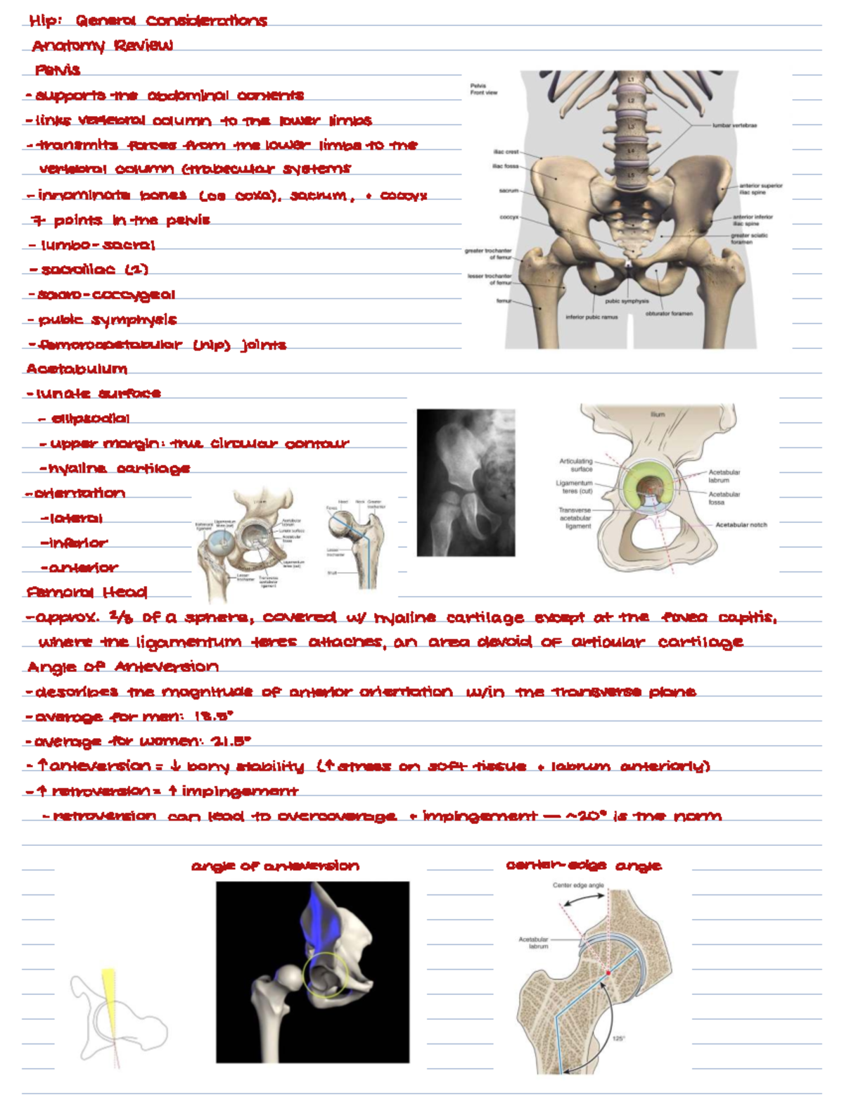 Anatomical & Kinematic Considerations of the Hip & Knee Joints (ANAT ...