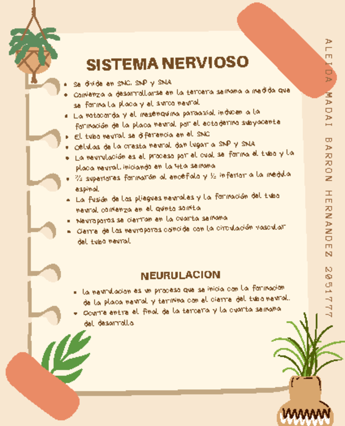 Desarrollo Sistema Nervioso AMBH 2051777 - SISTEMA NERVIOSO Se divide ...
