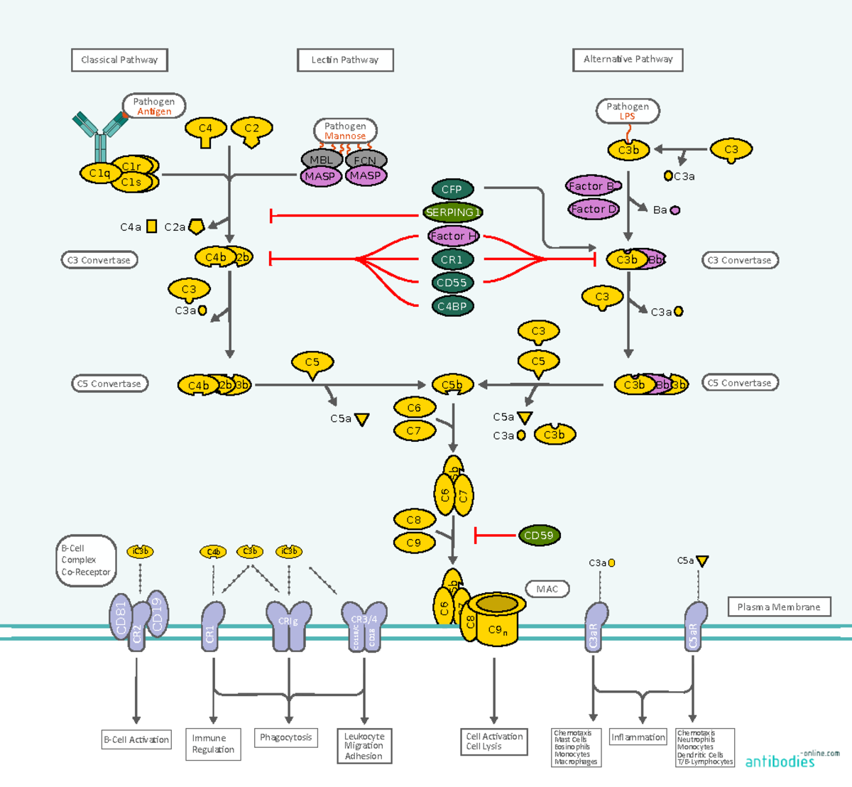 Complement Pathway Overview: Key Components and Functions - Studocu