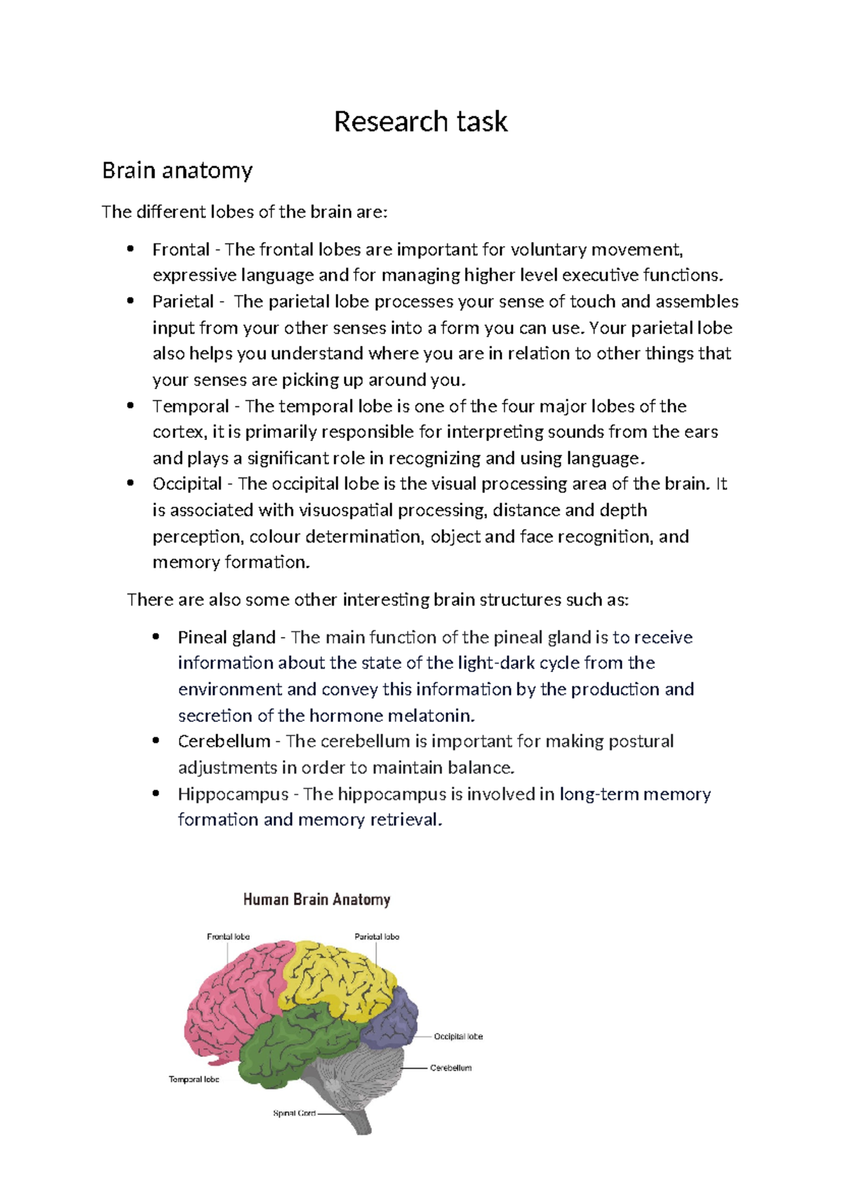 Research task - adasd - Research task Brain anatomy The different lobes ...
