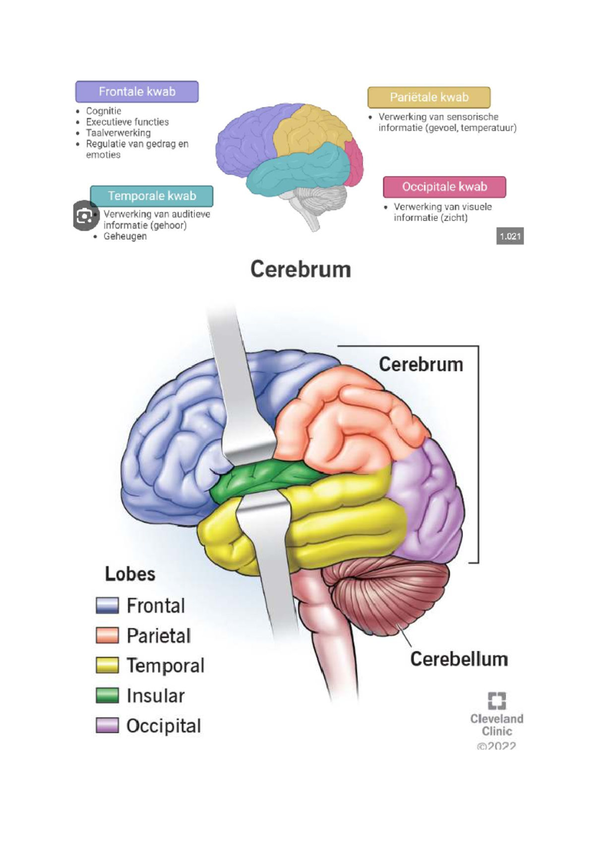 Anatomie van de Hersenen en Hun Functies - 1.021 - Studeersnel