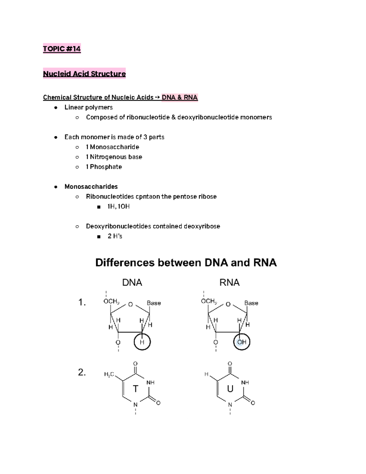 Nucleic Acid Structure & DNA Replication: Key Concepts (BIO 101) - Studocu