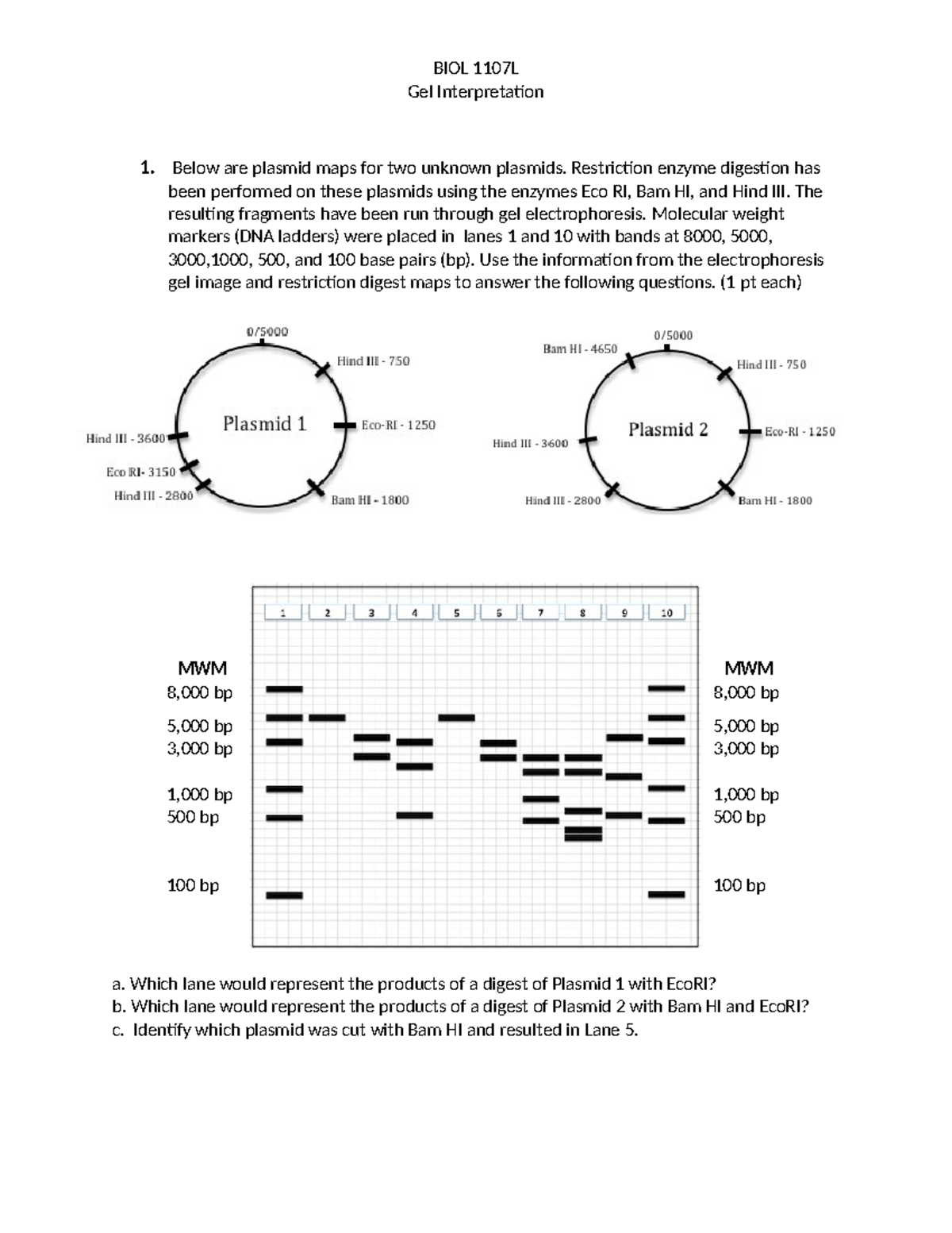 BIOL 1107L Gel Electrophoresis Plasmid Analysis Guide - Studocu