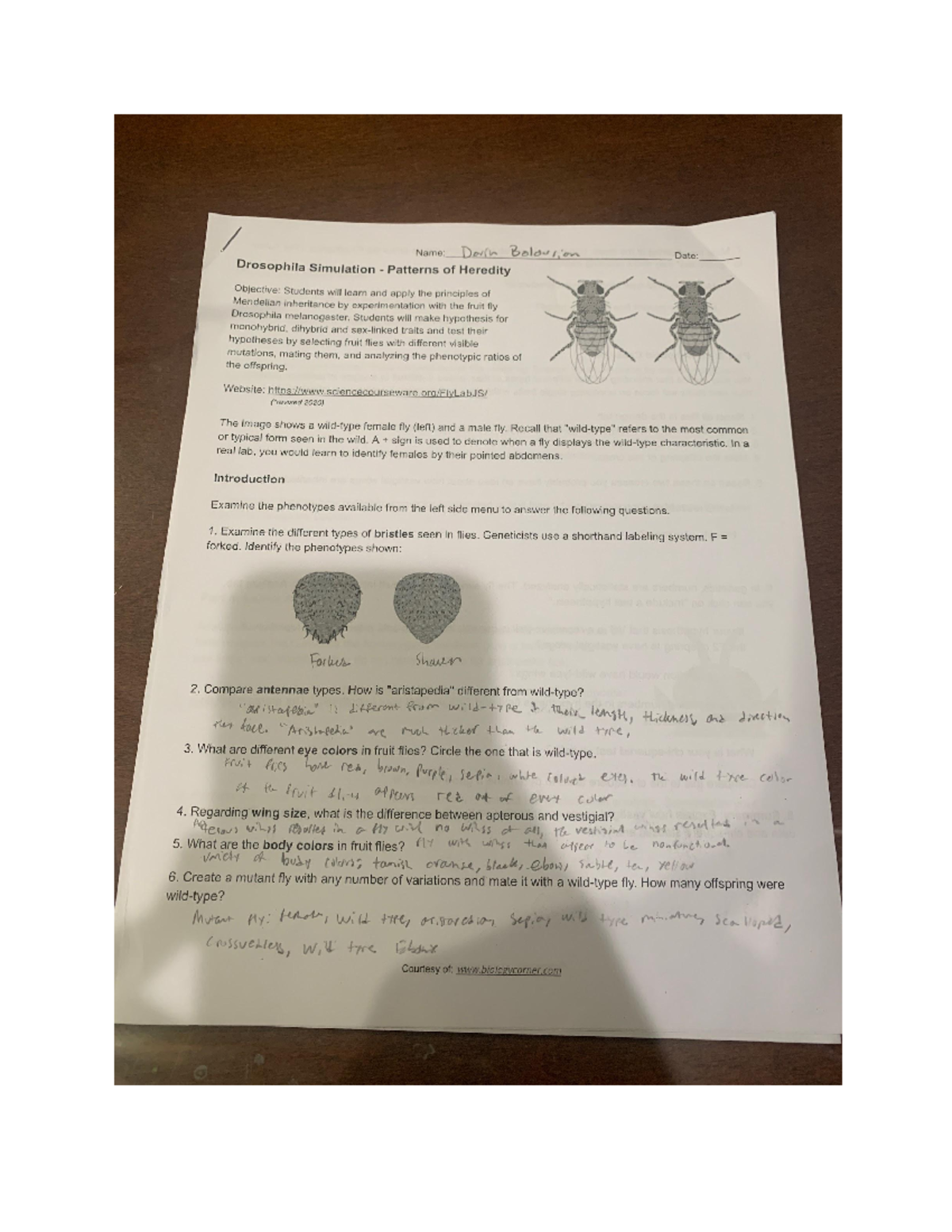 Drosophila Lab Experiment: Patterns of Heredity and Mendelian Traits ...