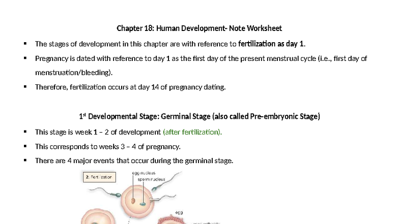 Chapter 18: Human Development - Stages of Pregnancy & Labor Overview ...