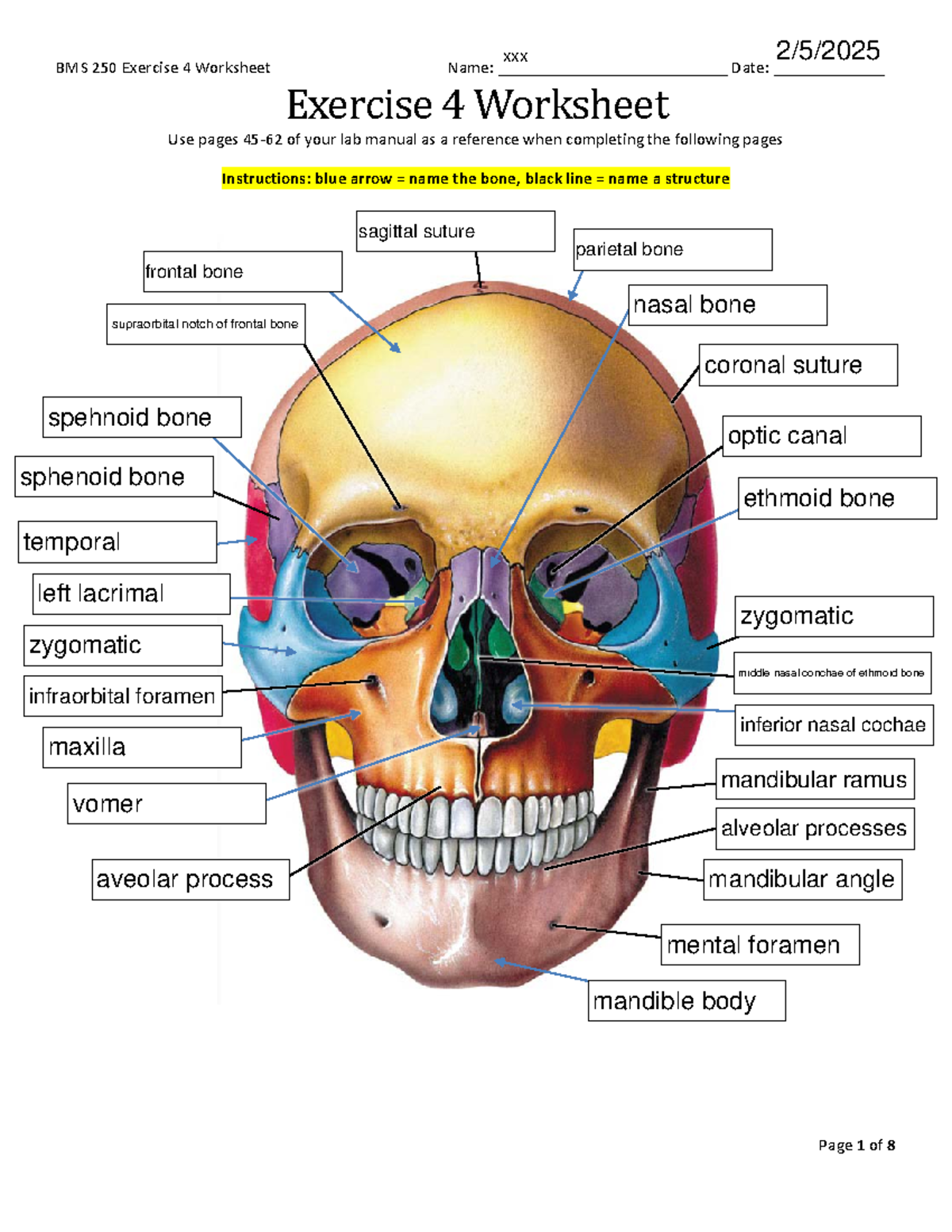 Exercise 4 Handout (axial skeleton) - BMS 250 - Exercise 4 Worksheet ...