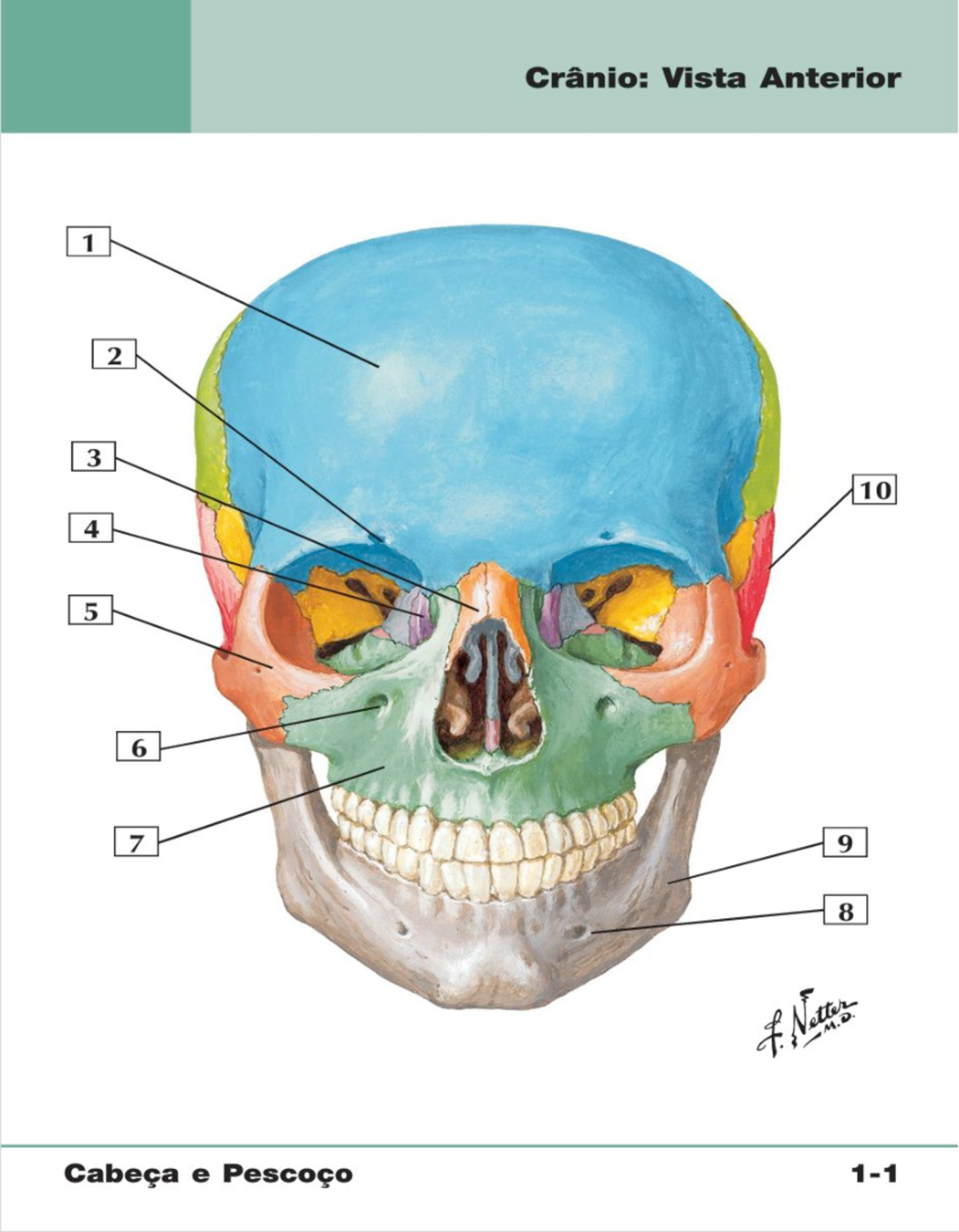 Flashcards de Anatomia: Crânio e Mandíbula - Cabeça e Pescoço 1
