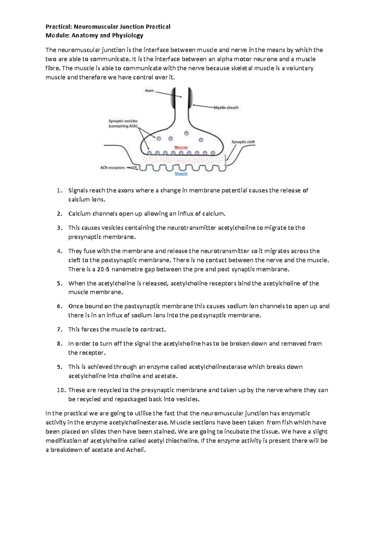 Anatomy and Physiology - Neuromuscular junction - Practical ...