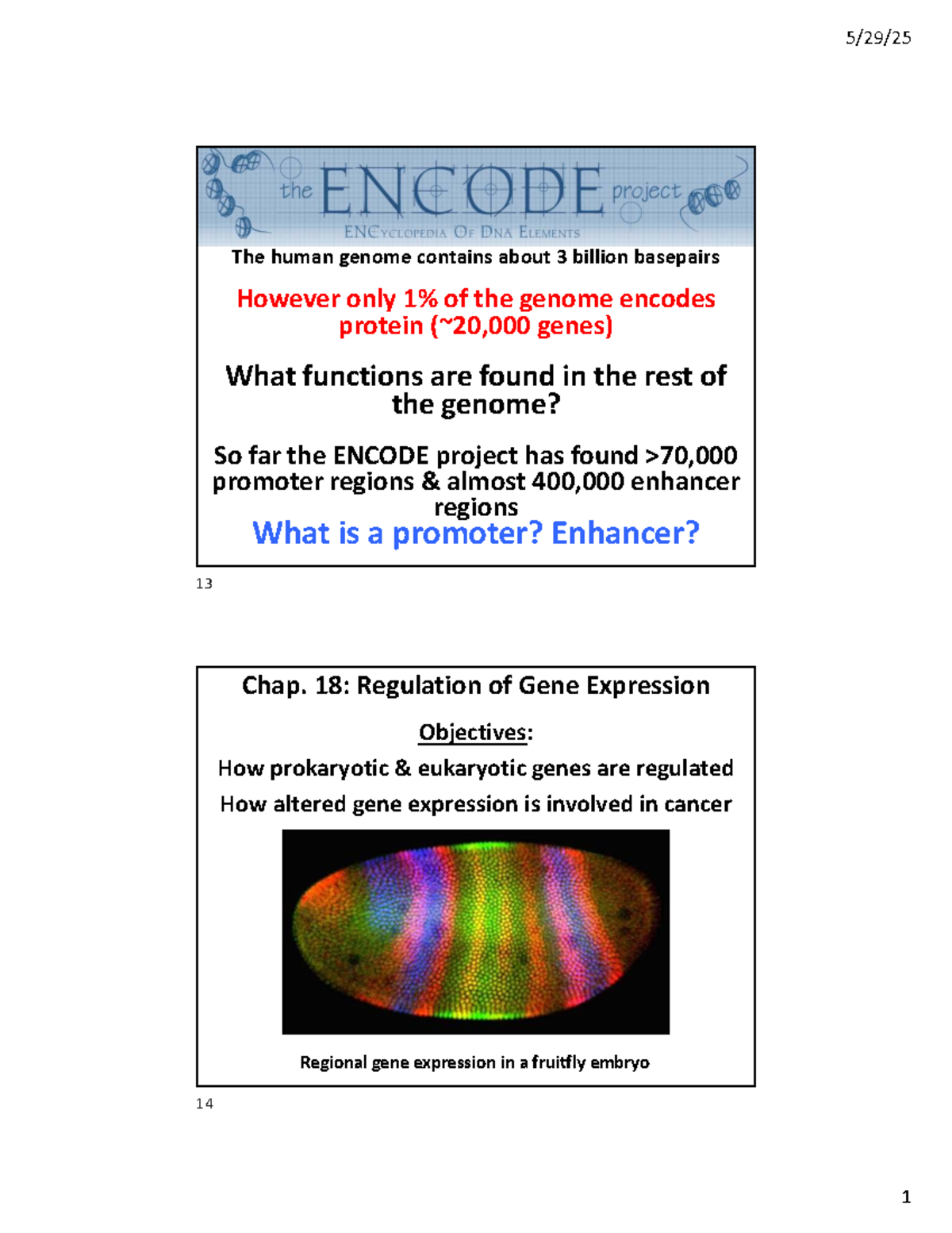 Chap. 18: Regulation of Gene Expression Lecture Notes - Studocu
