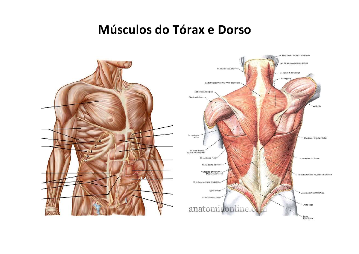 Musculacao Musculos Intercostais O Estiramento Dos Músculos Oblíquos