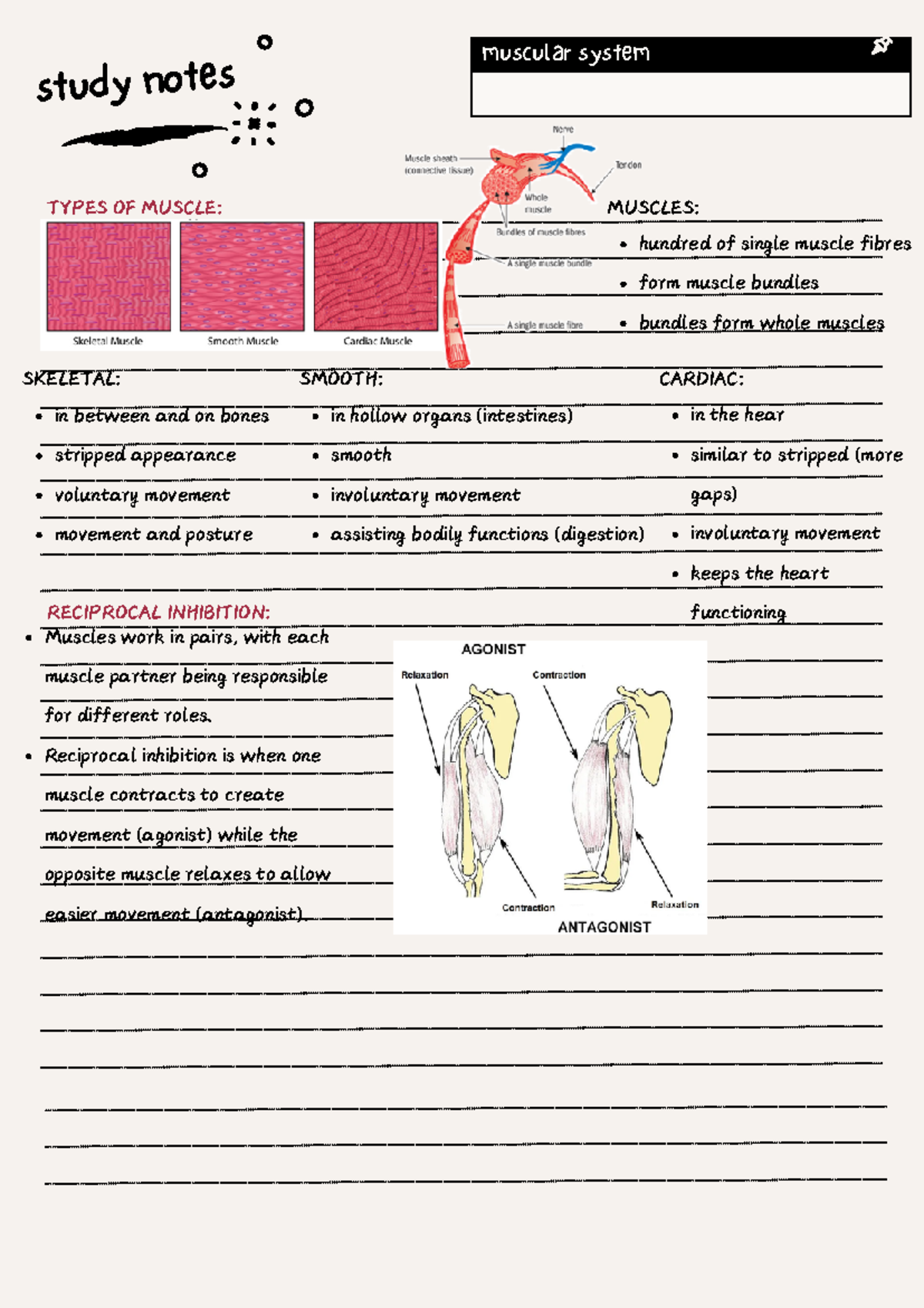 Muscular System Study Notes - Types of Muscle & Functions - Studocu