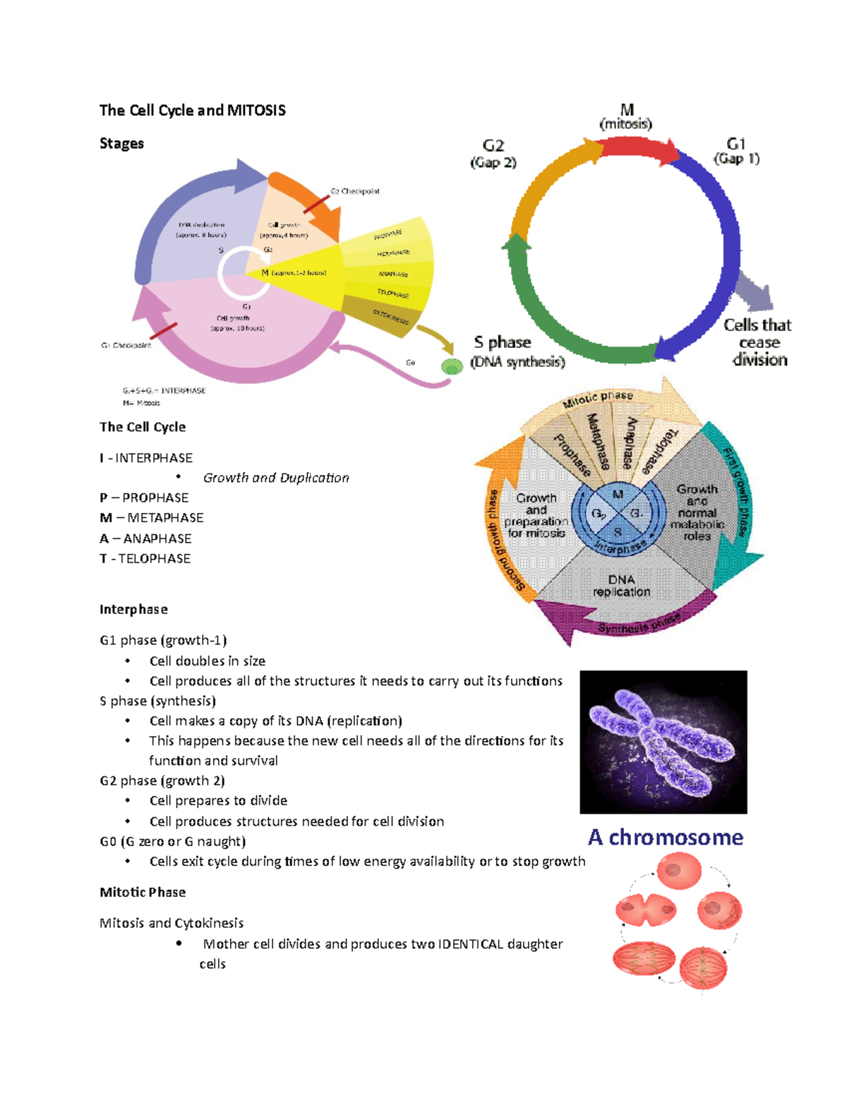 Cell Bio 101: The Cell Cycle & Mitosis Overview and Stages - Studocu