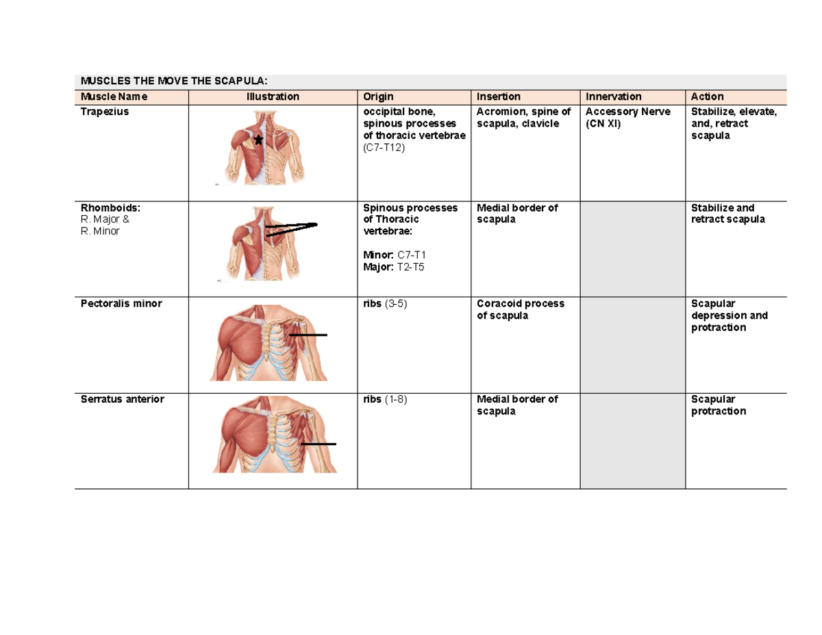 MUSC 101: Muscles of the Human Body - Origins, Insertions, Actions ...