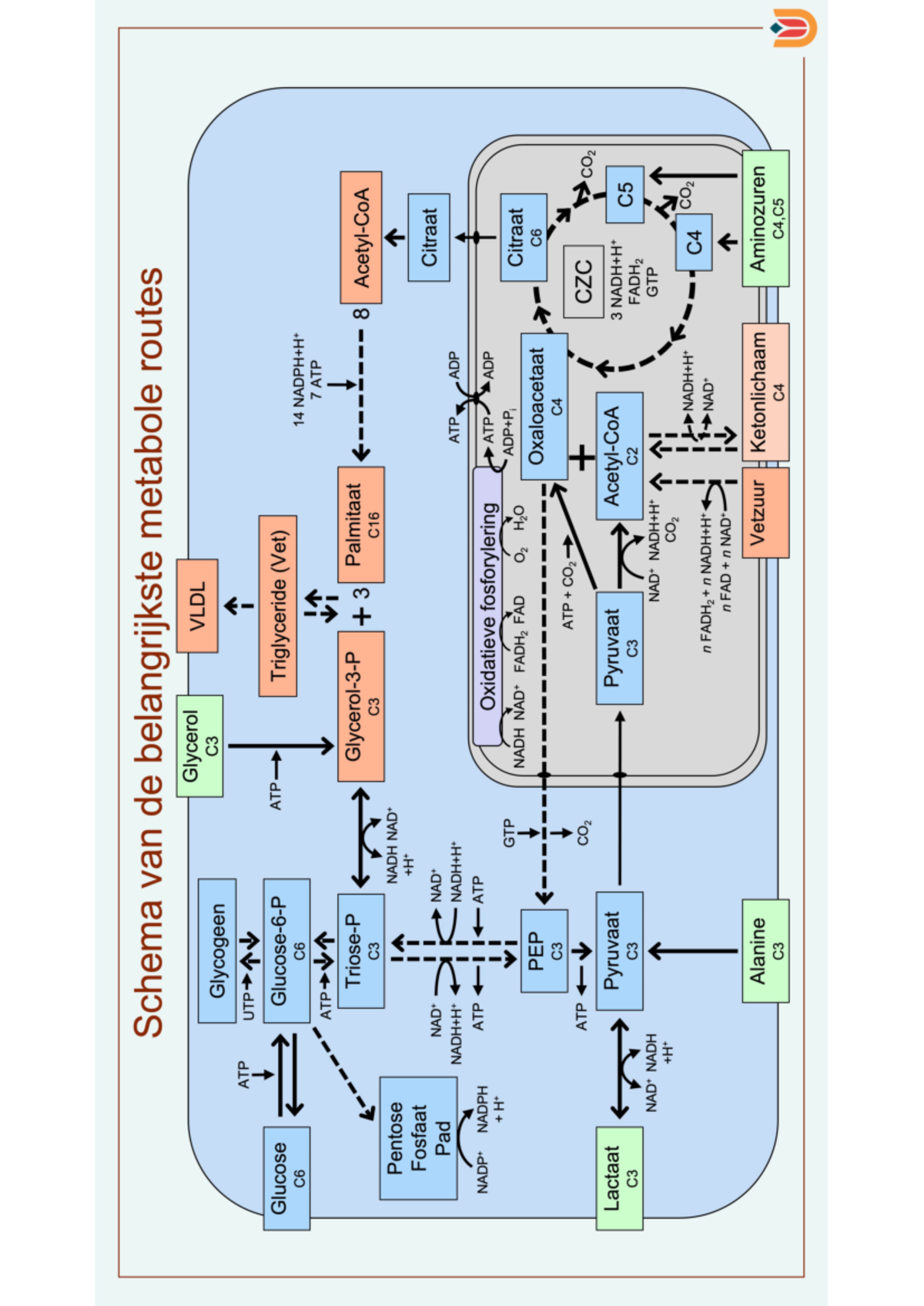 Metabole Routes Schema: Glycerol, Glycogen, and Energy Pathways ...