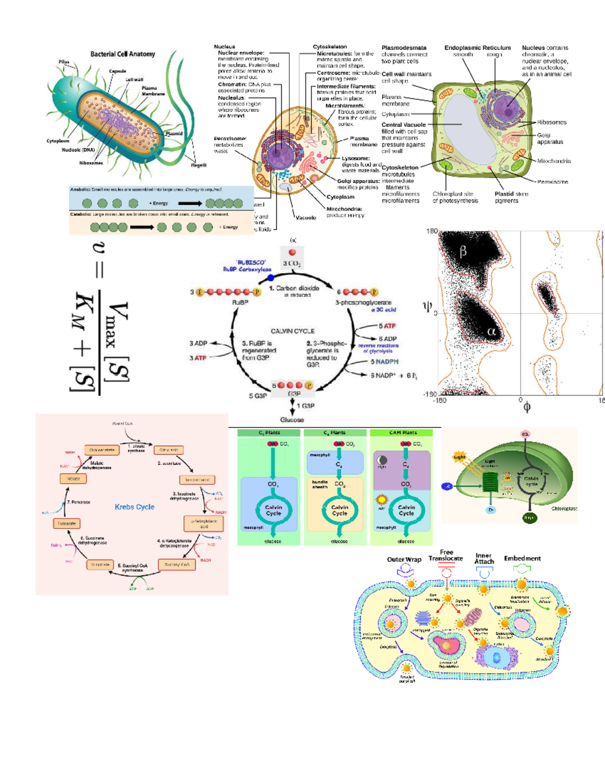 CELL BIO 101: Comprehensive Notes on Cell Structures and Functions ...